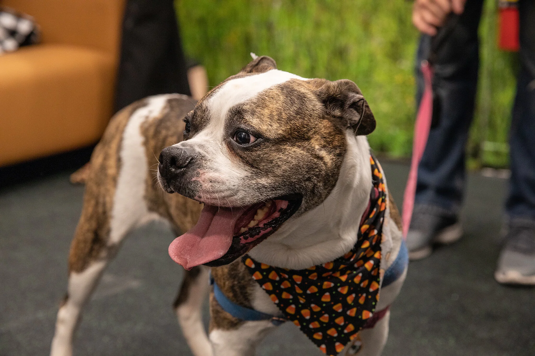 THE URBAN HOUND_BOYLSTON OPENING EVENT_BRIAN SAMUELS PHOTOGRAPHY_OCTOBER 2019-0404 copy.jpg