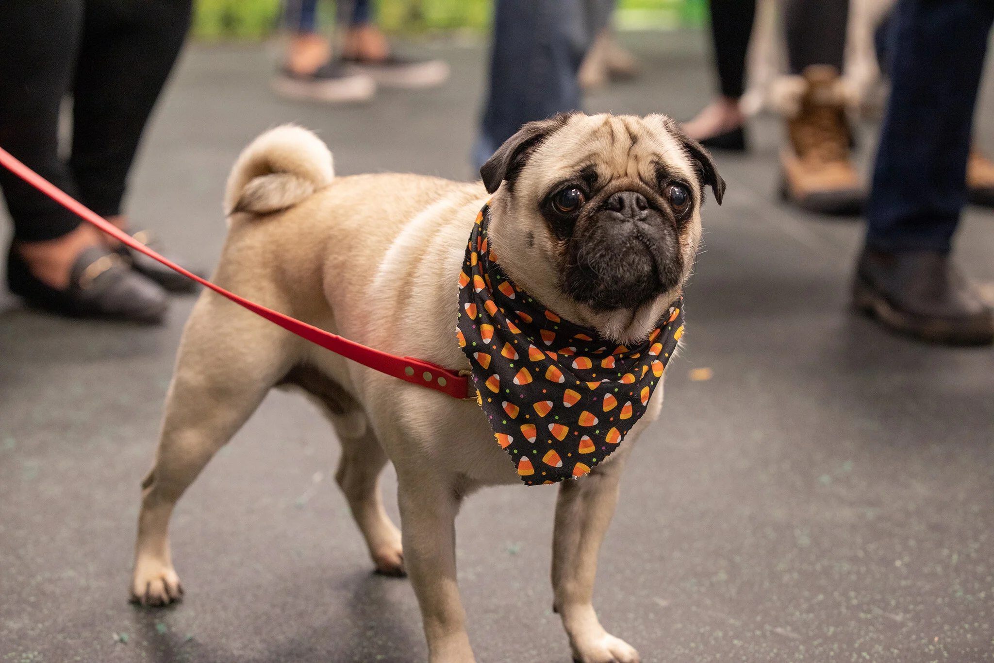 THE URBAN HOUND_BOYLSTON OPENING EVENT_BRIAN SAMUELS PHOTOGRAPHY_OCTOBER 2019-0527 copy.jpg