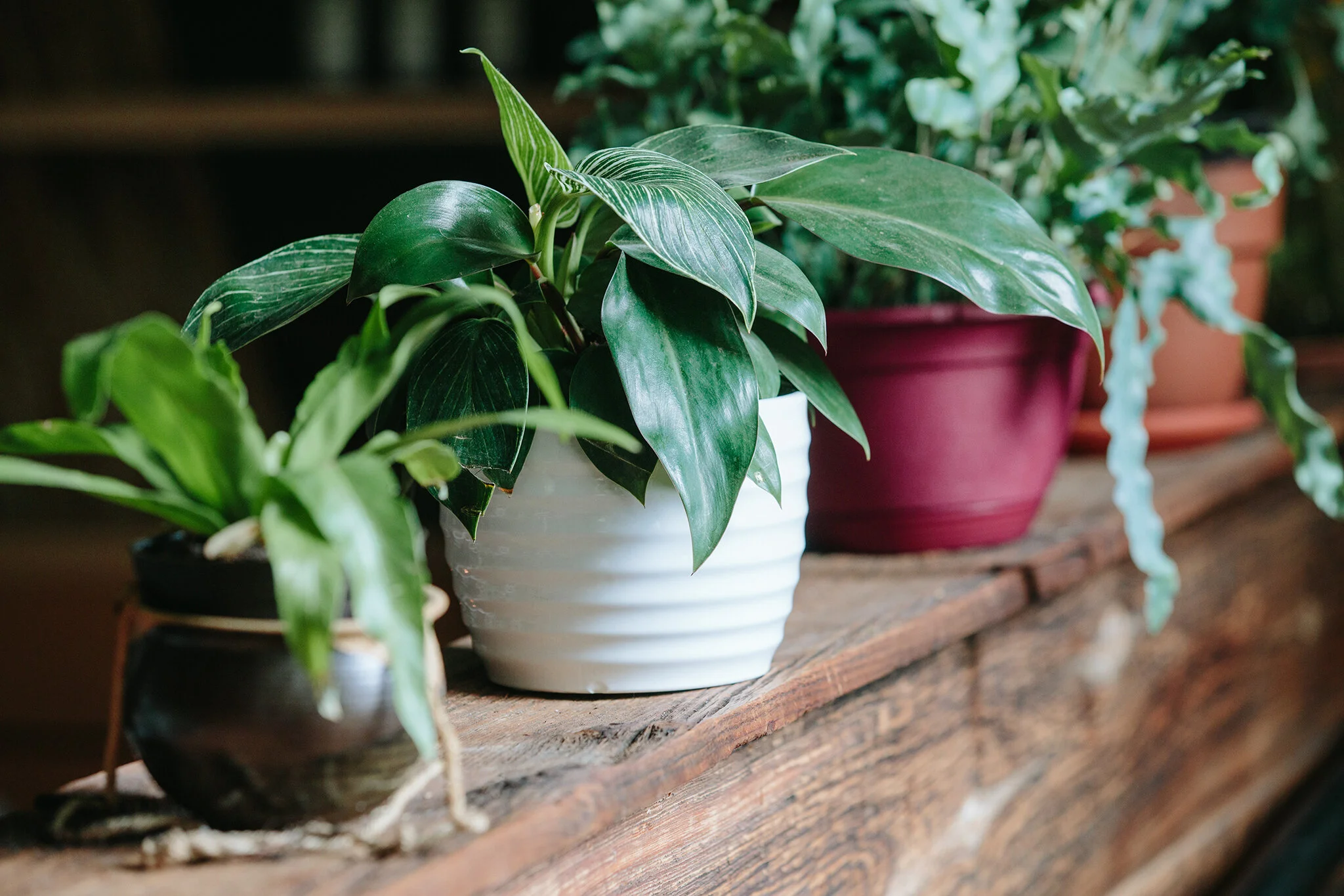 FIELD & VINE_BRIAN SAMUELS PHOTOGRAPHY_JUNE 2021-0099 copy.jpg