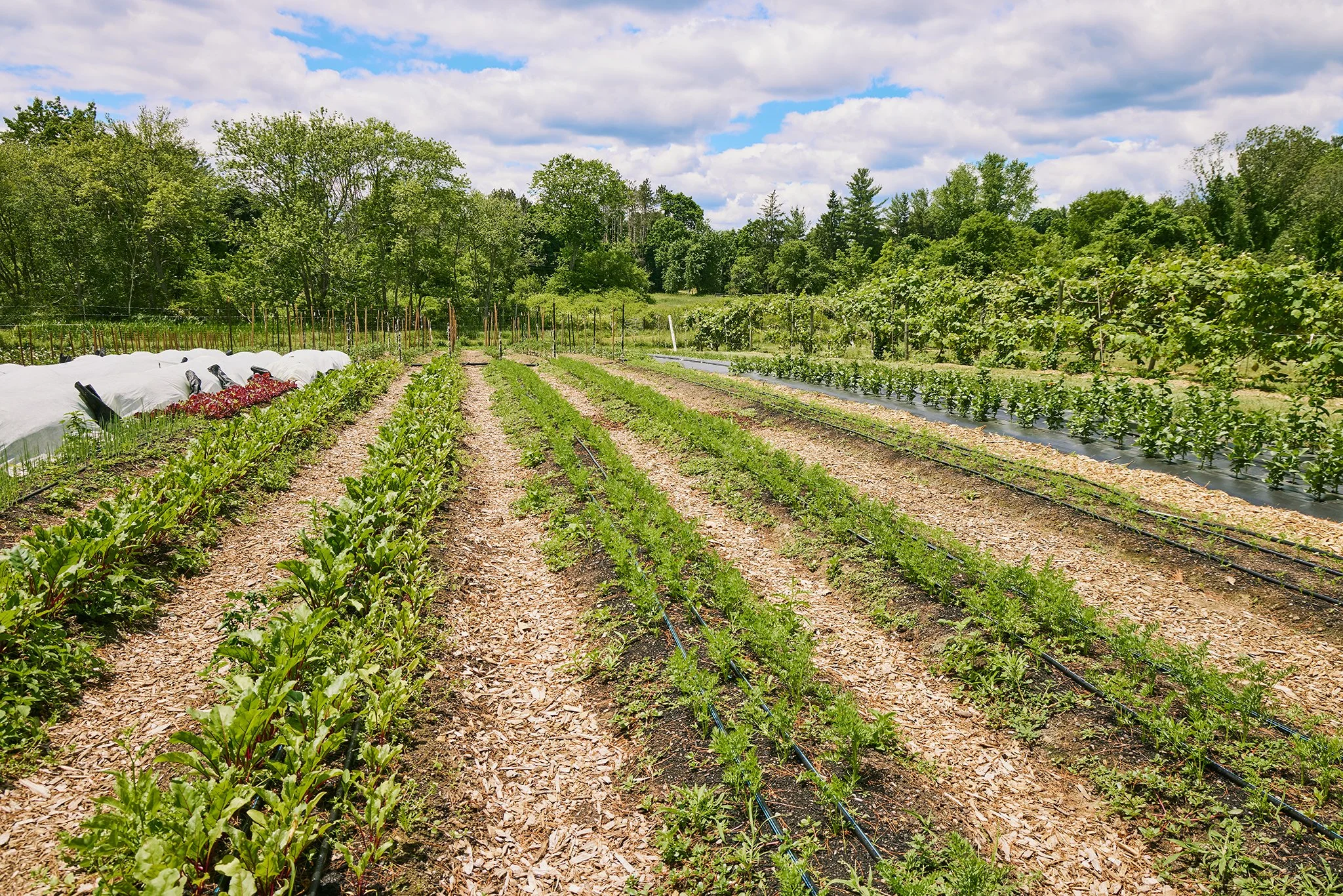 SALTBOX FARM_BRIAN SAMUELS PHOTOGRAPHY_JUNE 2022-IMG_2837 copy.jpg