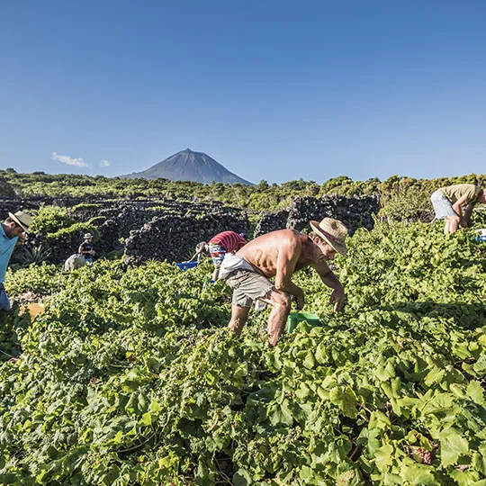 Photo Credit: http://azoreswinecompany.com/en/gallery/