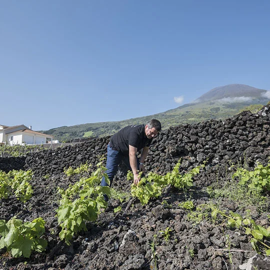 Photo Credit: http://azoreswinecompany.com/en/gallery/
