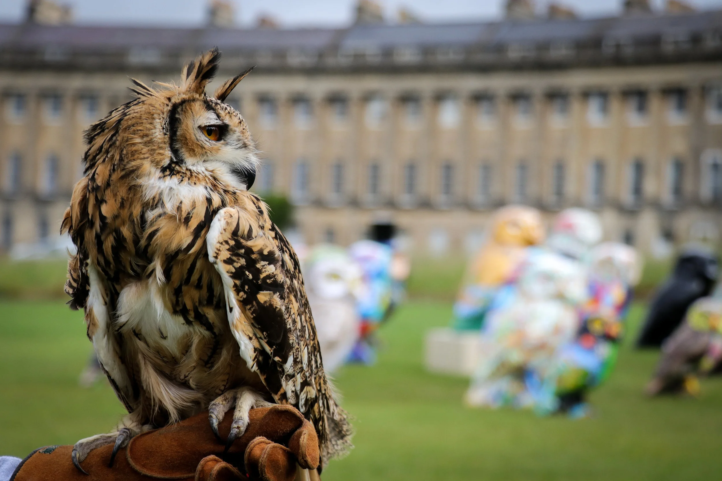 Minerva's Owls Bath.jpg