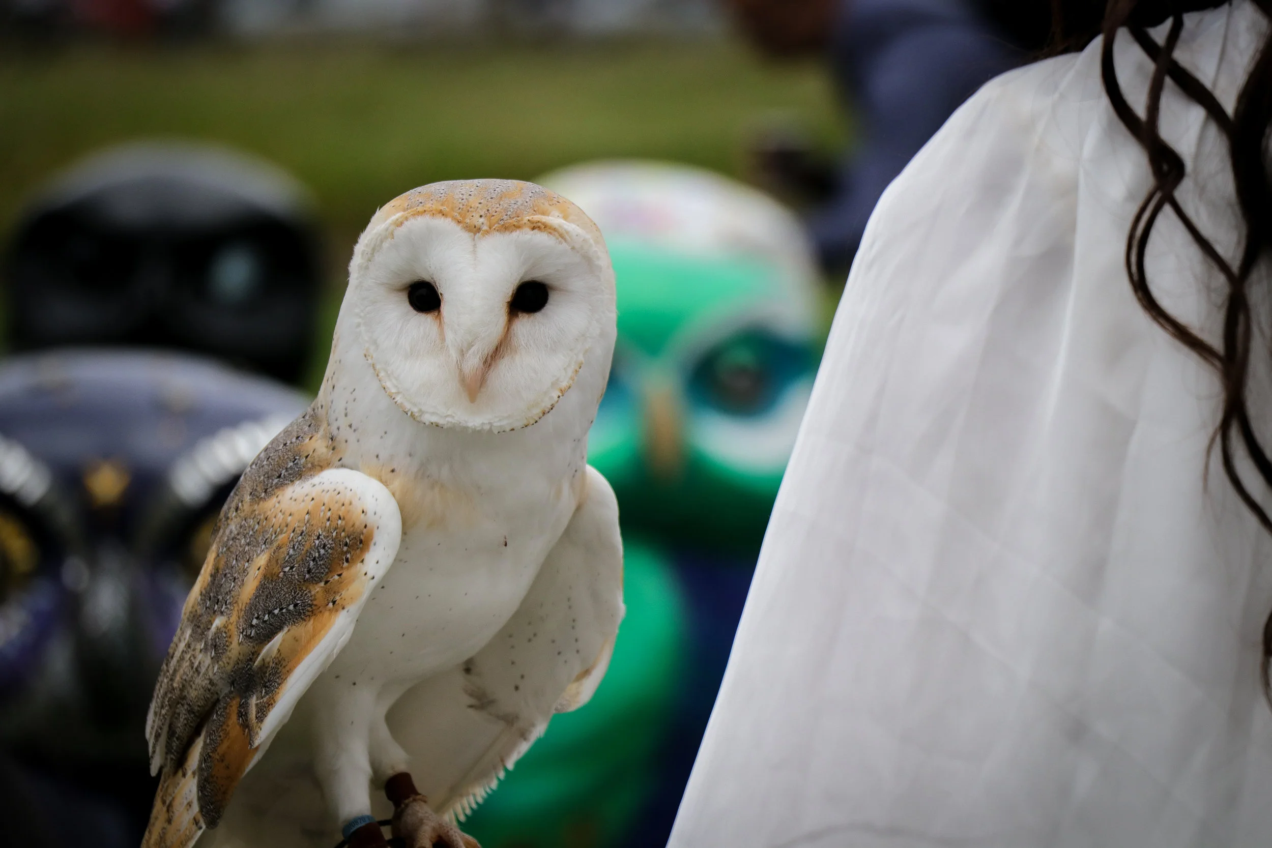 Minerva's Owls Bath.jpg