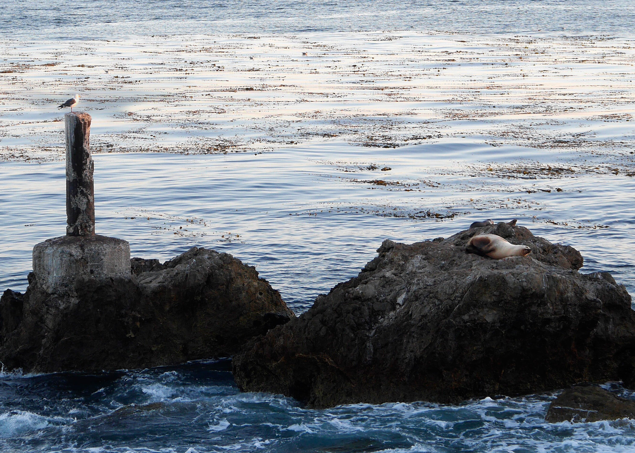 Seals.jpg