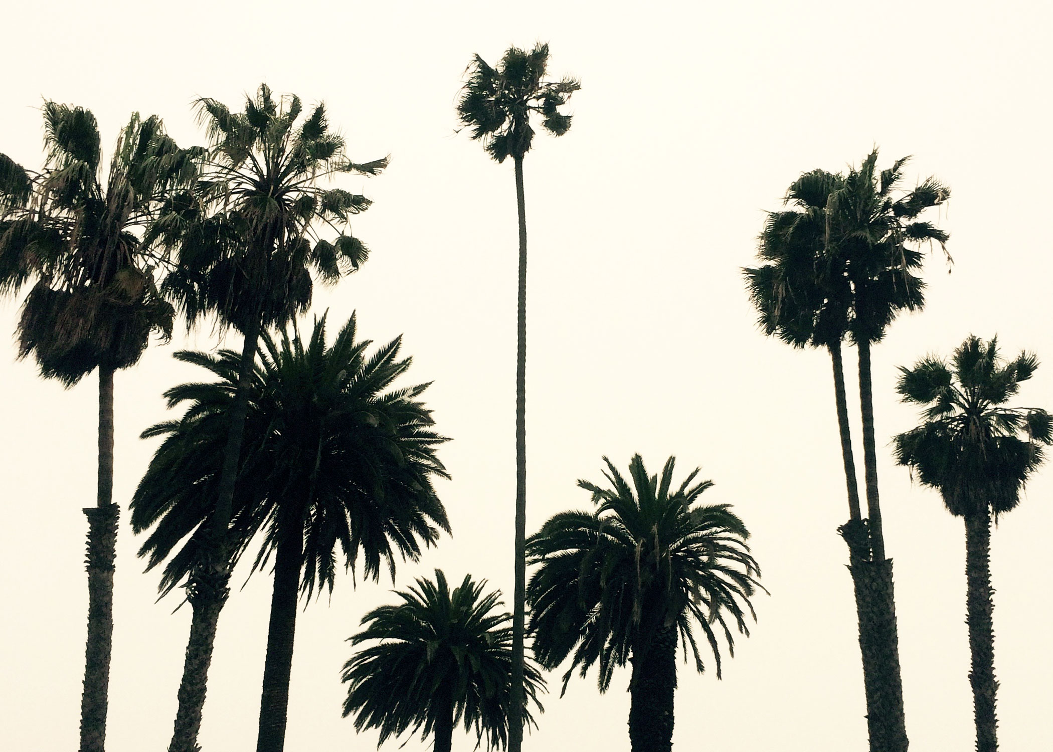 Palmtrees2.jpg