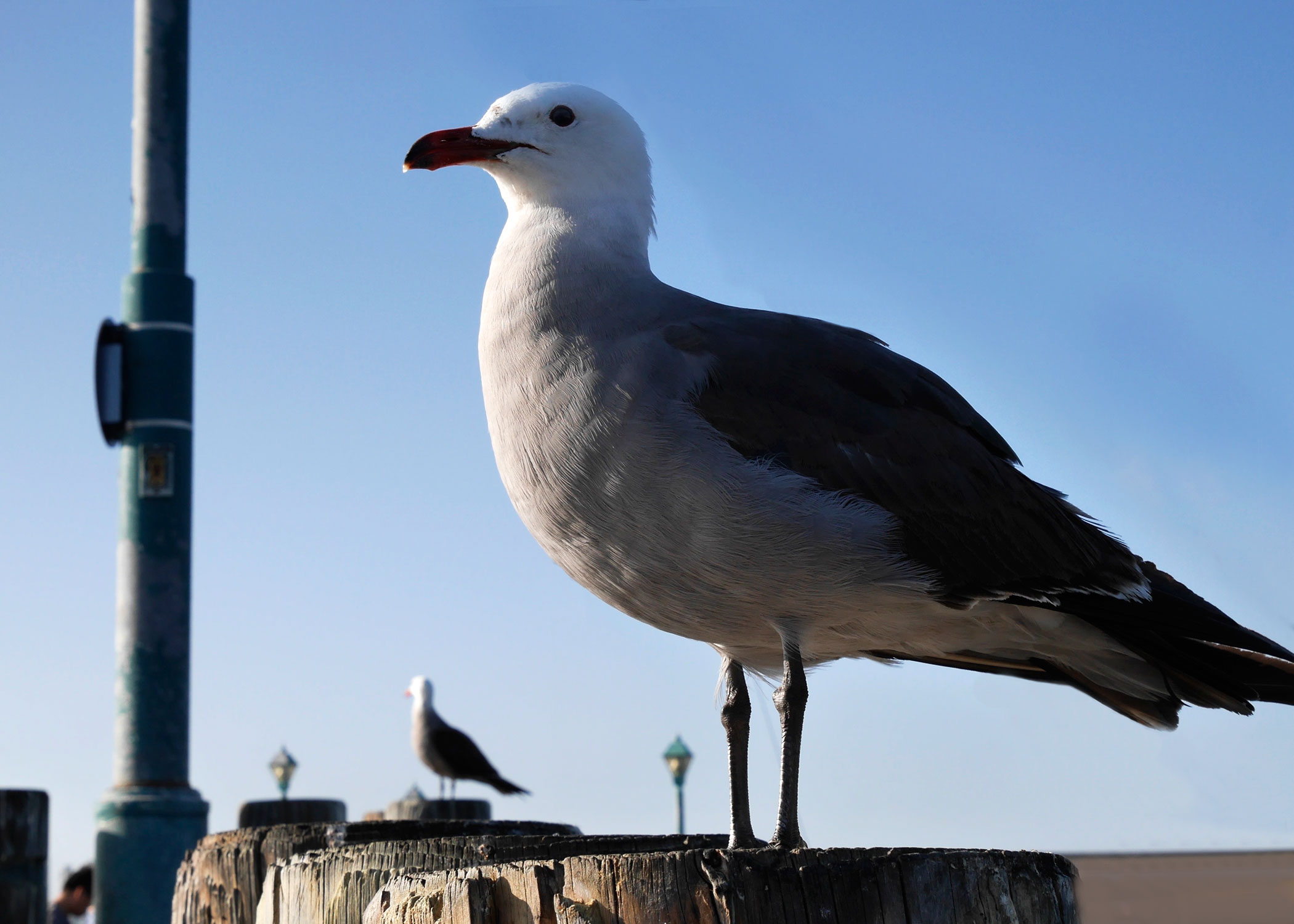 Seagulls.jpg