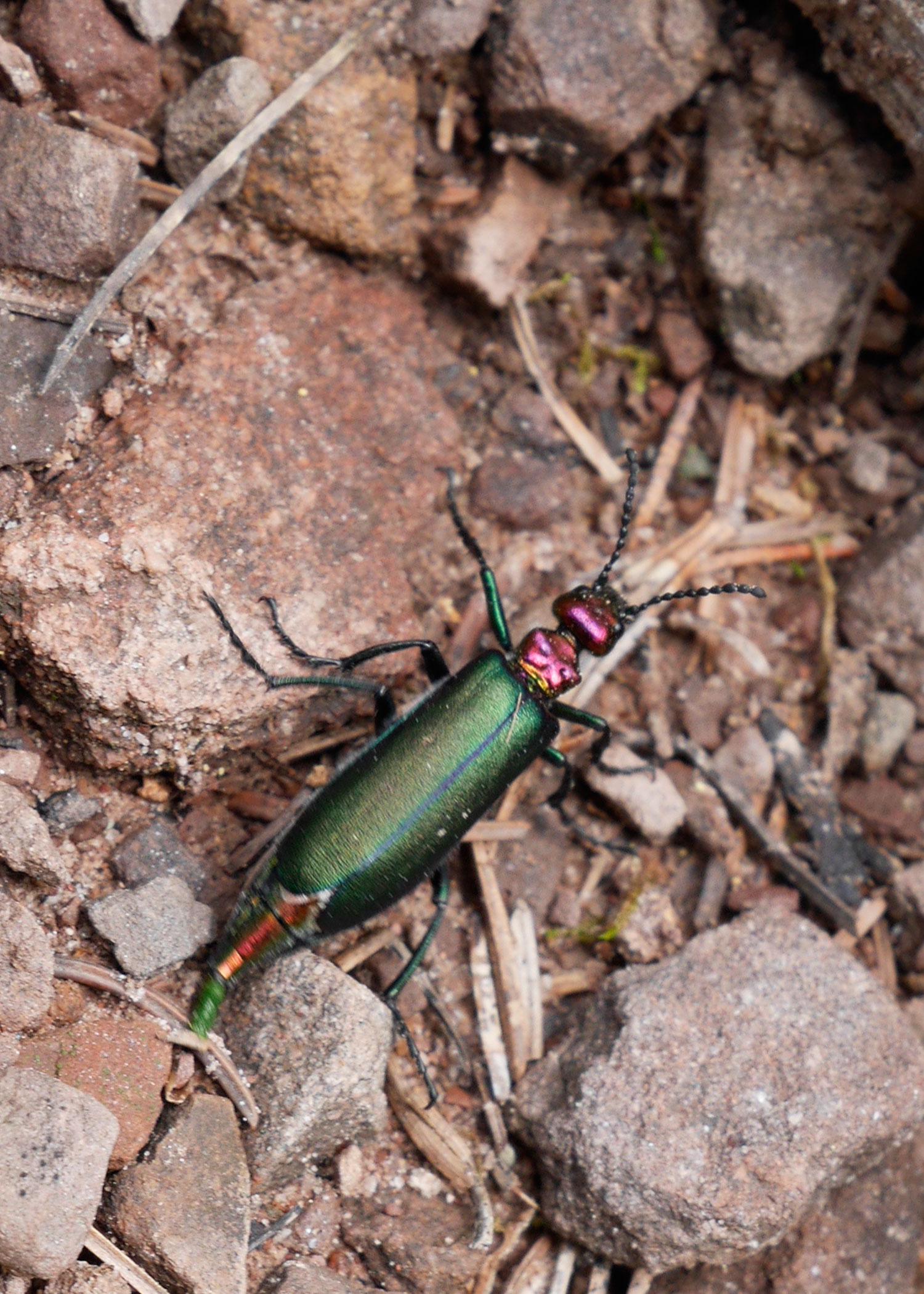 The Beetle