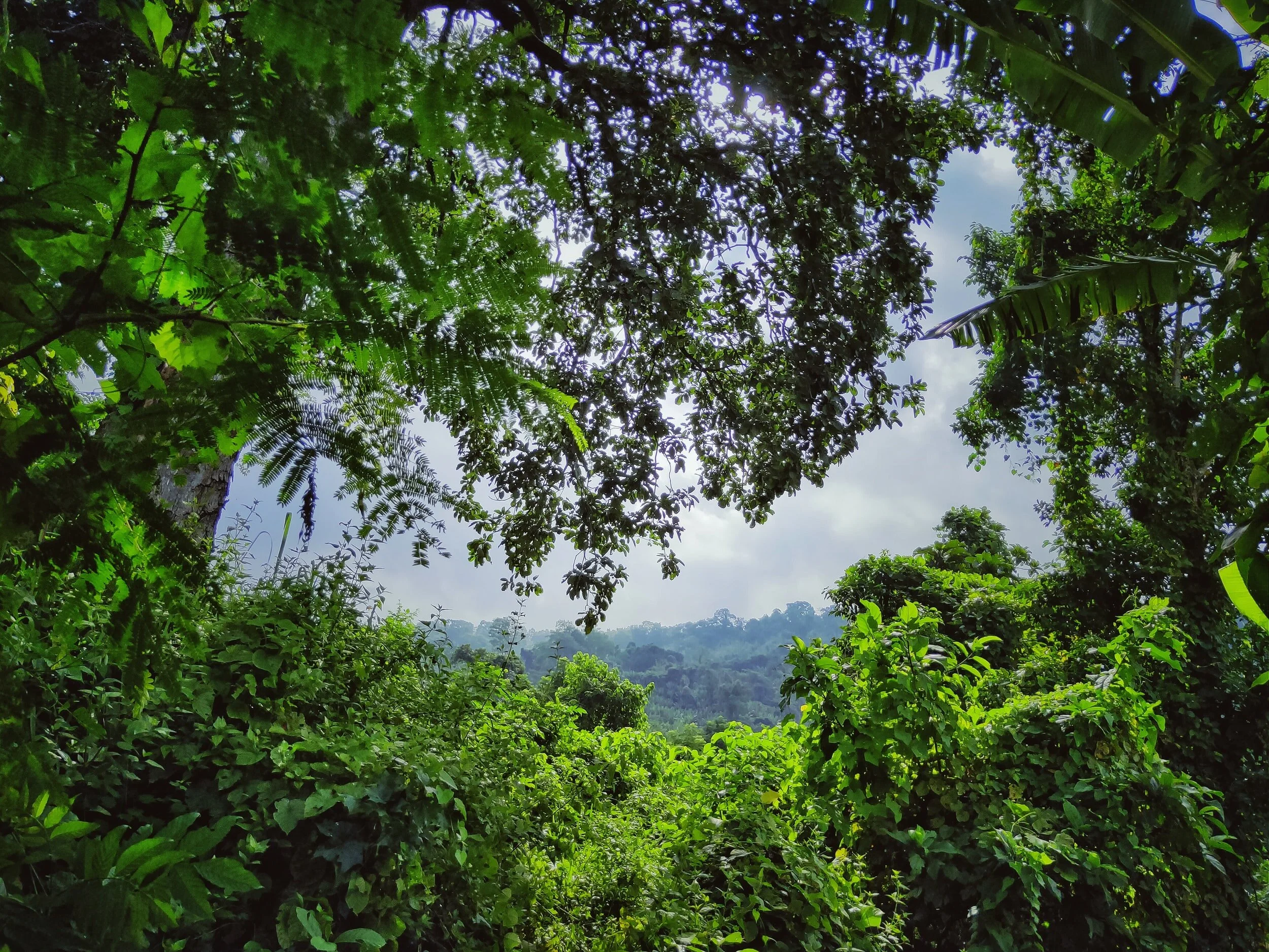 Living Hope - Rev'd Freddie Brookes