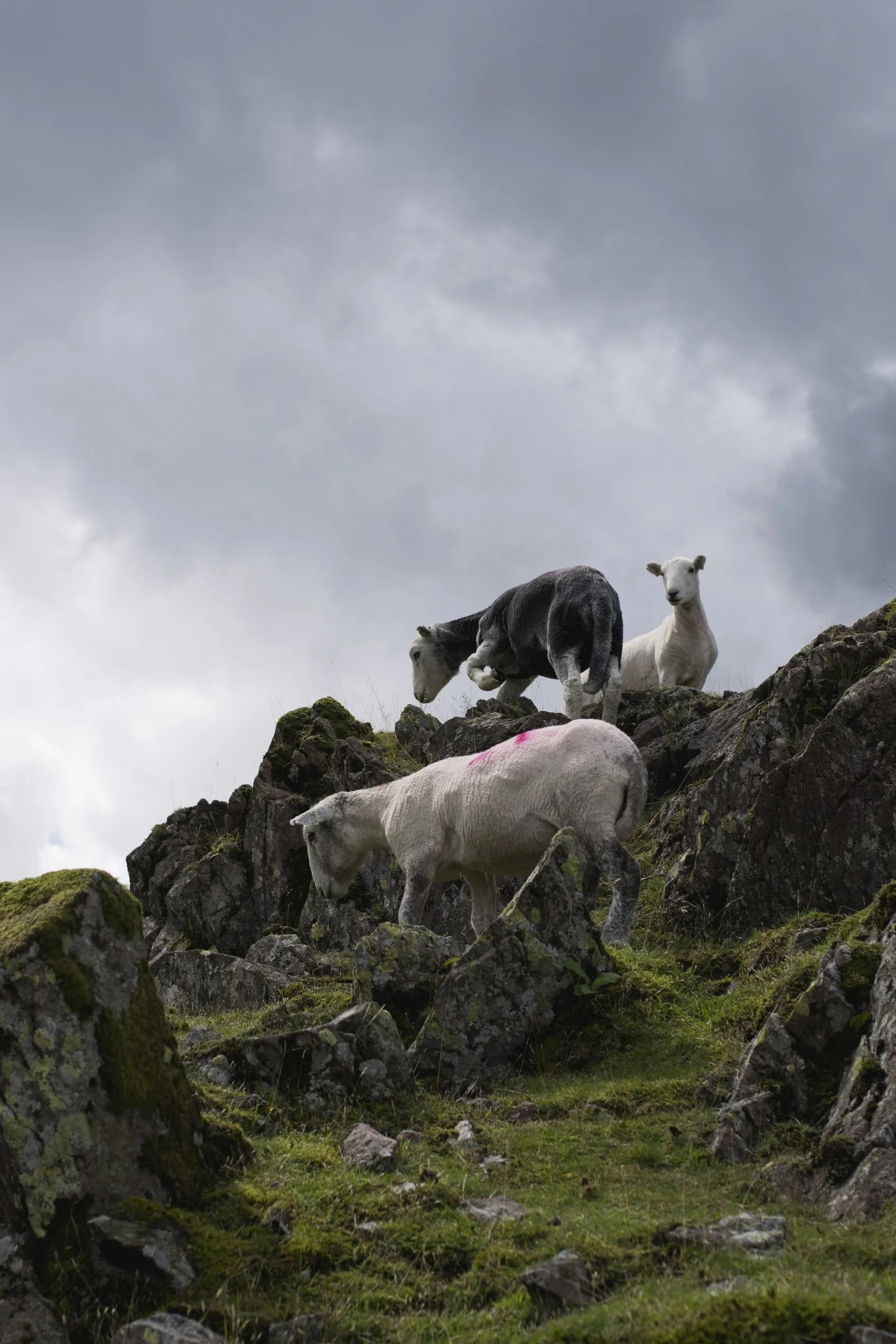 The Good Shepherd - Rev'd Freddie Brookes 