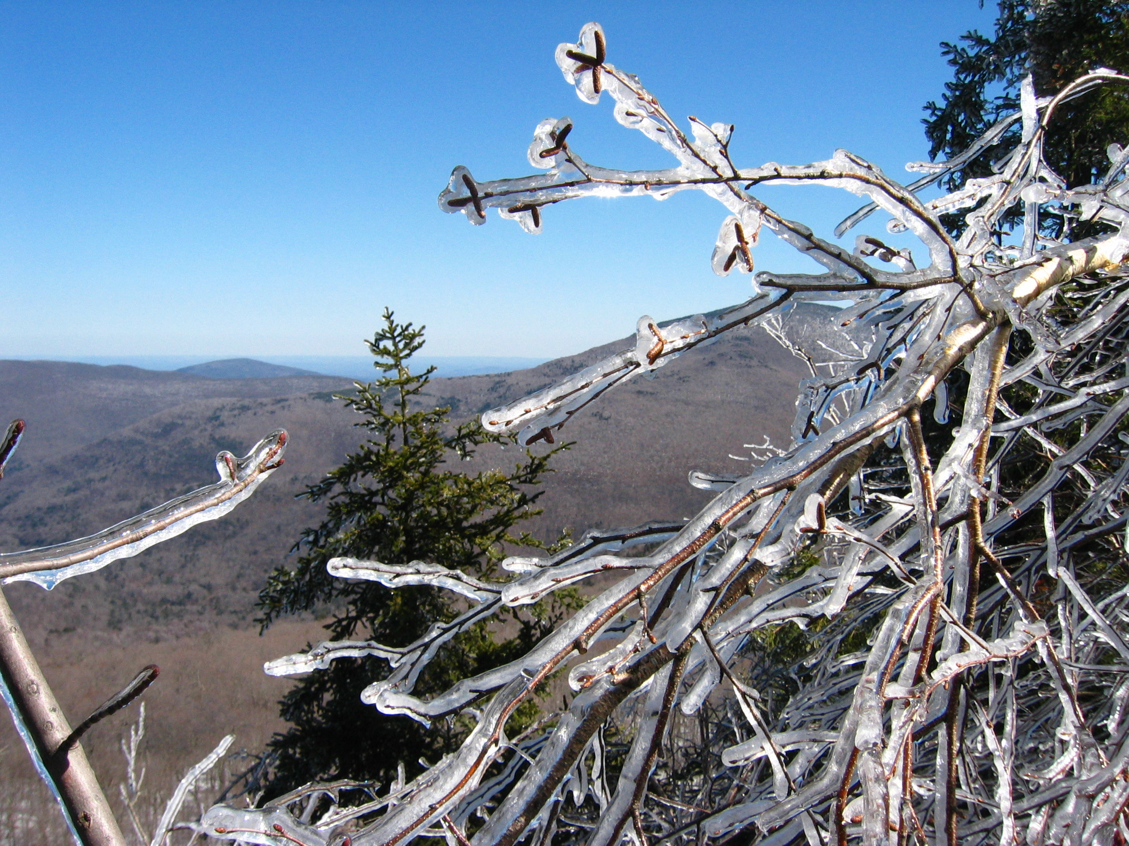 Crystal Branches