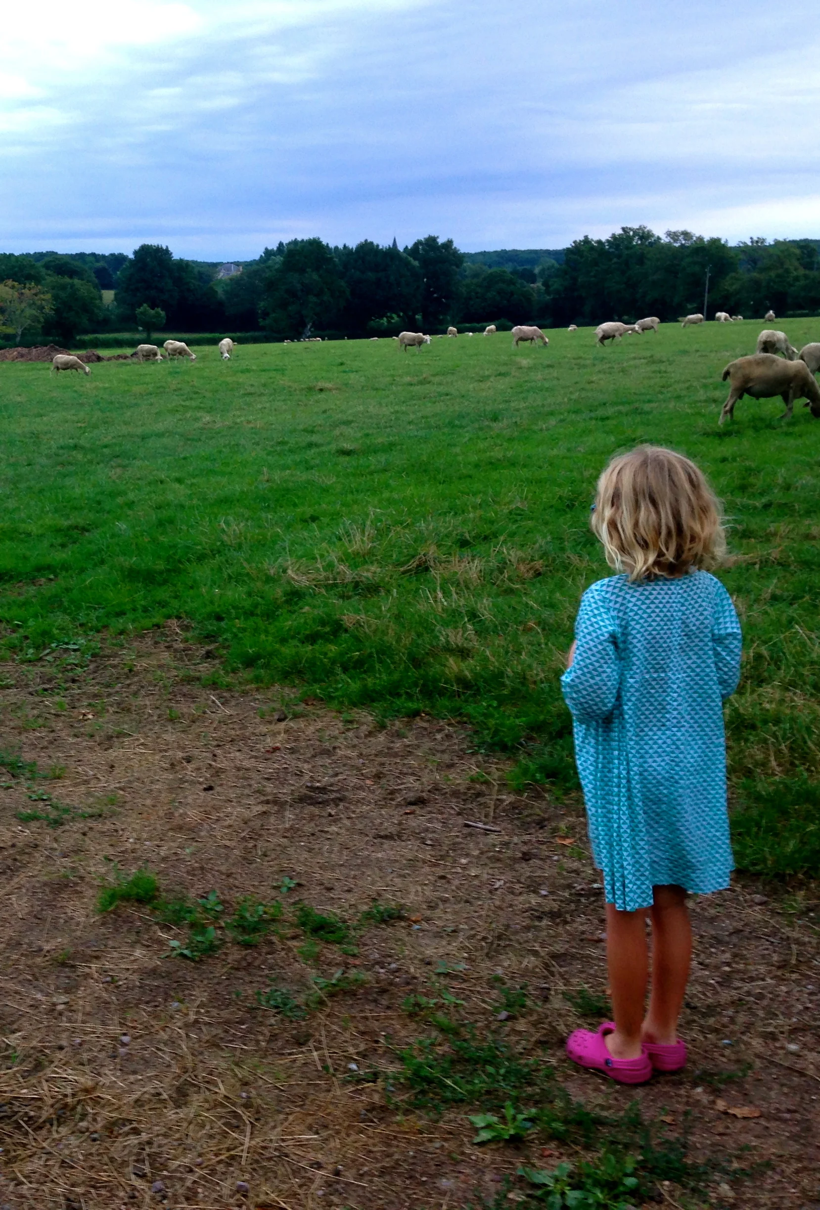 Field of Sheep 2