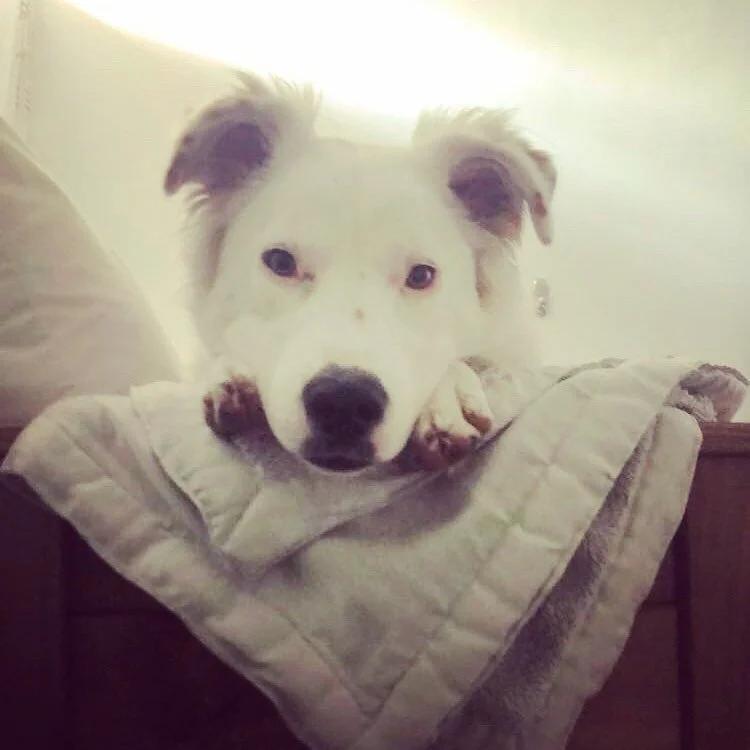 Maxine was sitting in her room, next to her bed, on her phone, when she turned around and saw this. I know I&rsquo;m dangerously close to posting too many dog pictures &mdash; and this one isn&rsquo;t even mine &mdash; but the pandemic makes it so that I don&rsquo;t do anything interesting anymore and Jesus Christ her paws, I don&rsquo;t think my heart can take much more.