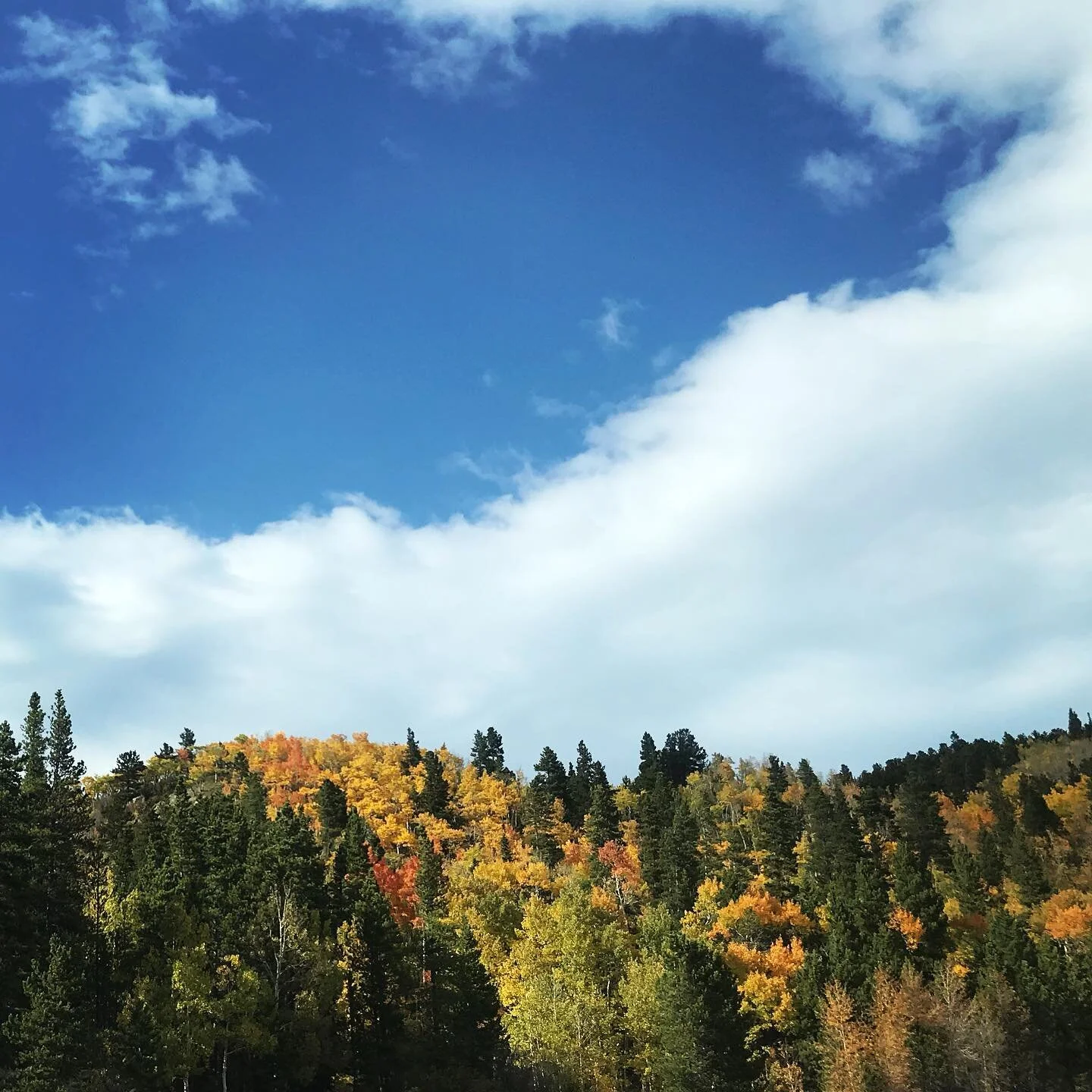 The aspens are changing and man-oh-man.