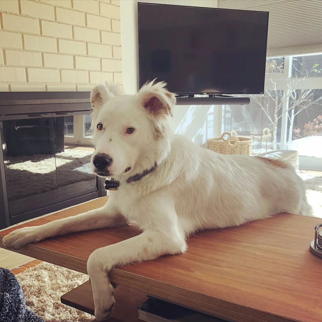 Pearl is not allowed on the couch. We&rsquo;re real strict about that.