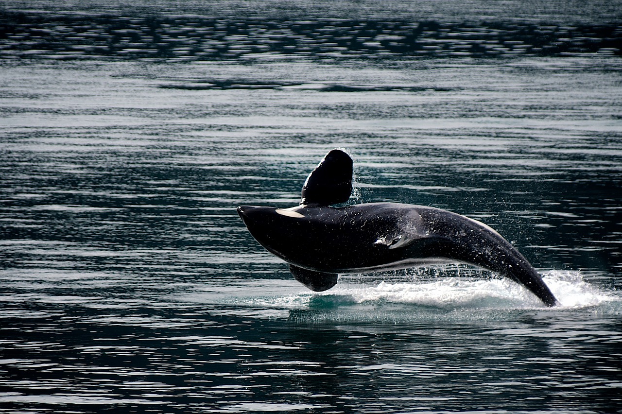 killer-whale-1744276_1280.jpg