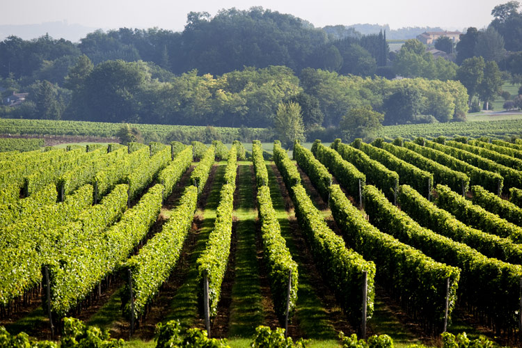 photo-vignoble-entre-deux-mers-domaine-claouset.jpg