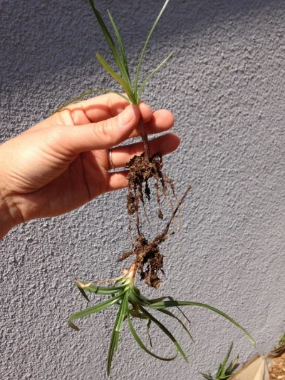 Mystery grass #1 (probably purple nutsedge)