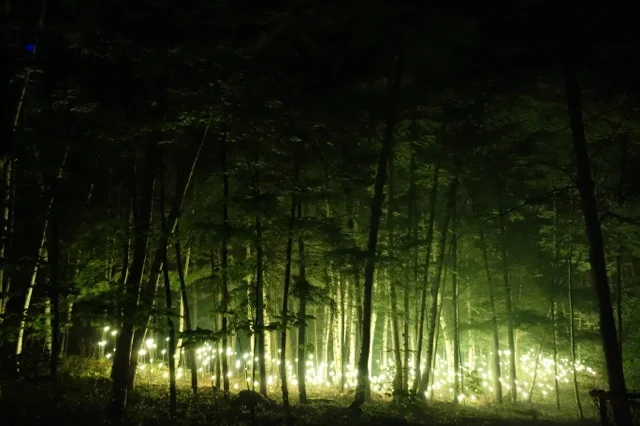 Foresta Lumina: From Park to Illuminated Forest