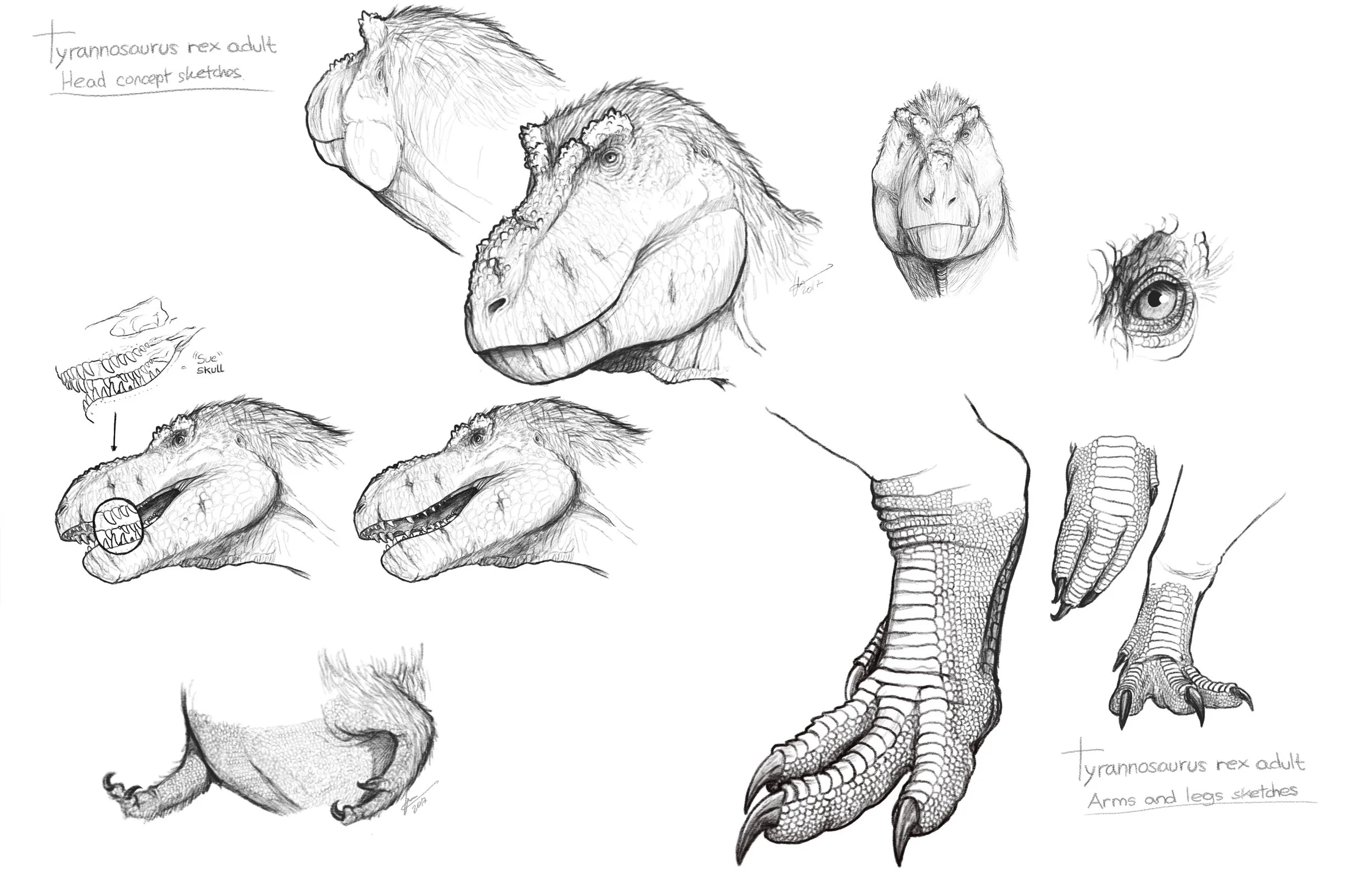 Adult-Head Sketches_merged_01.jpg