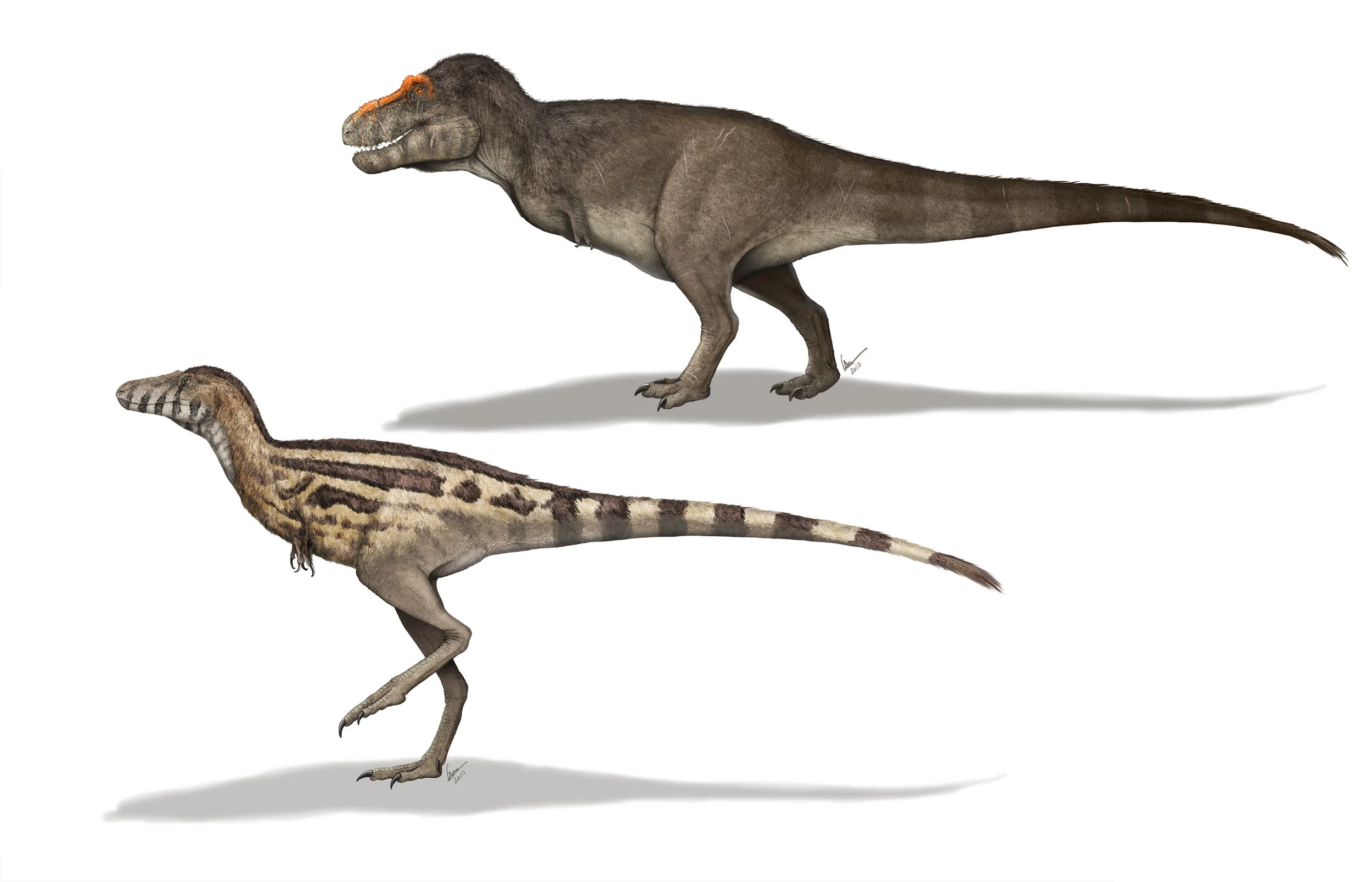 Tyrannosaurus_concept_merged.jpg