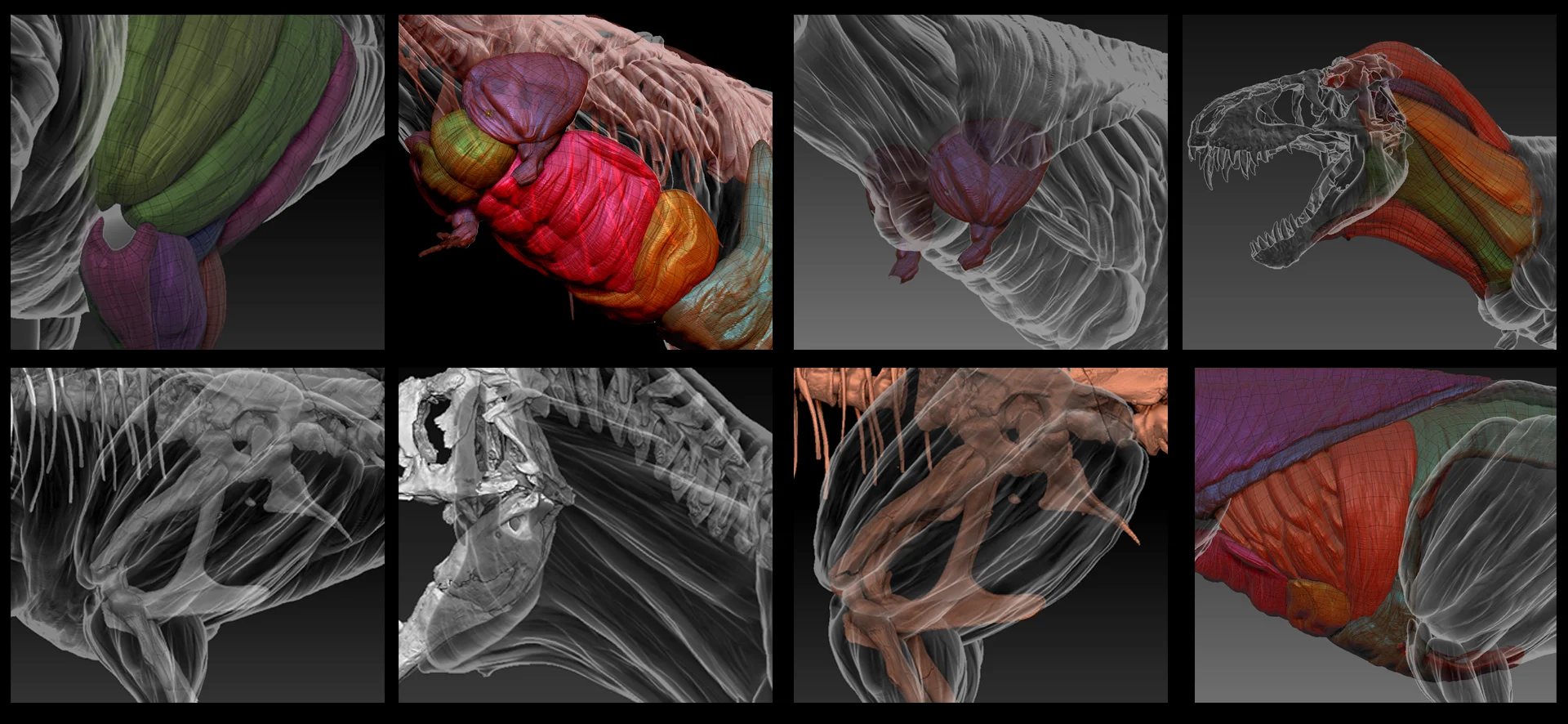 muscles_merged02.jpg