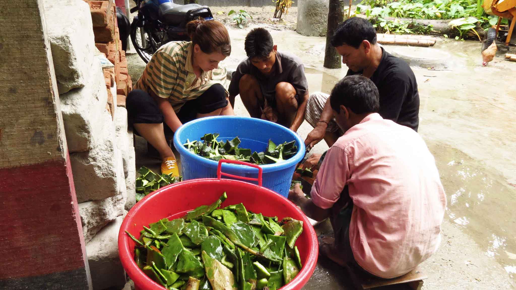 Cactus decoction