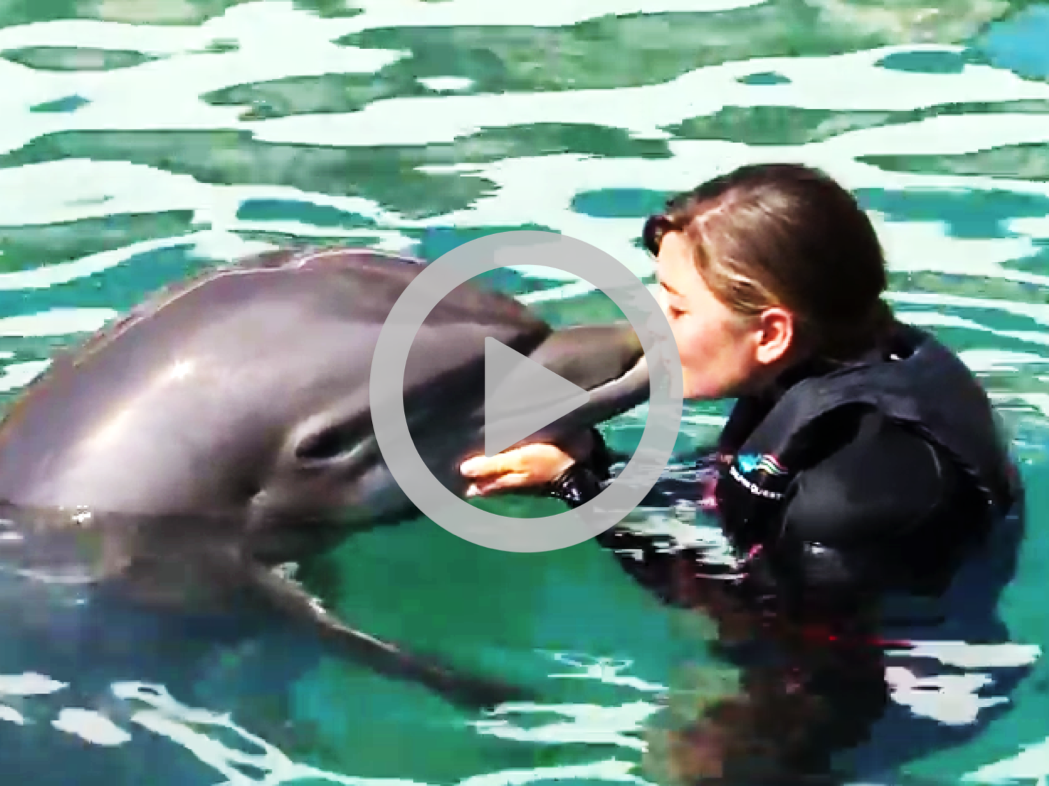 dolphin.png