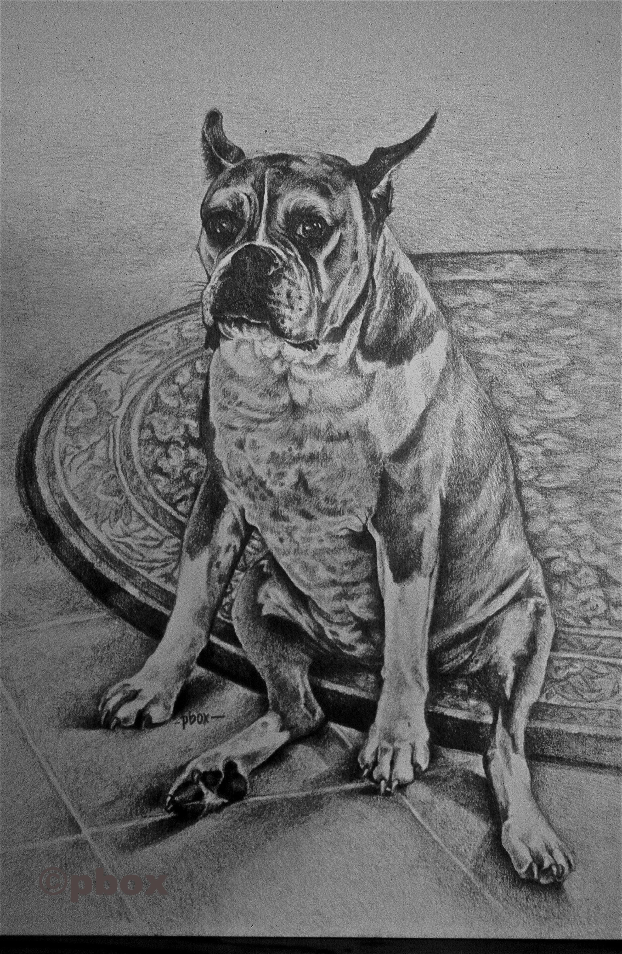 Lilly's Rug (pencil).jpg
