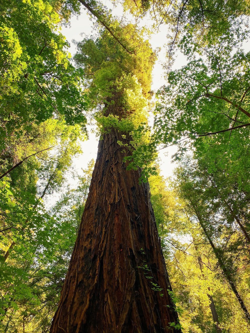 ⭐ Where Giants Will Stand