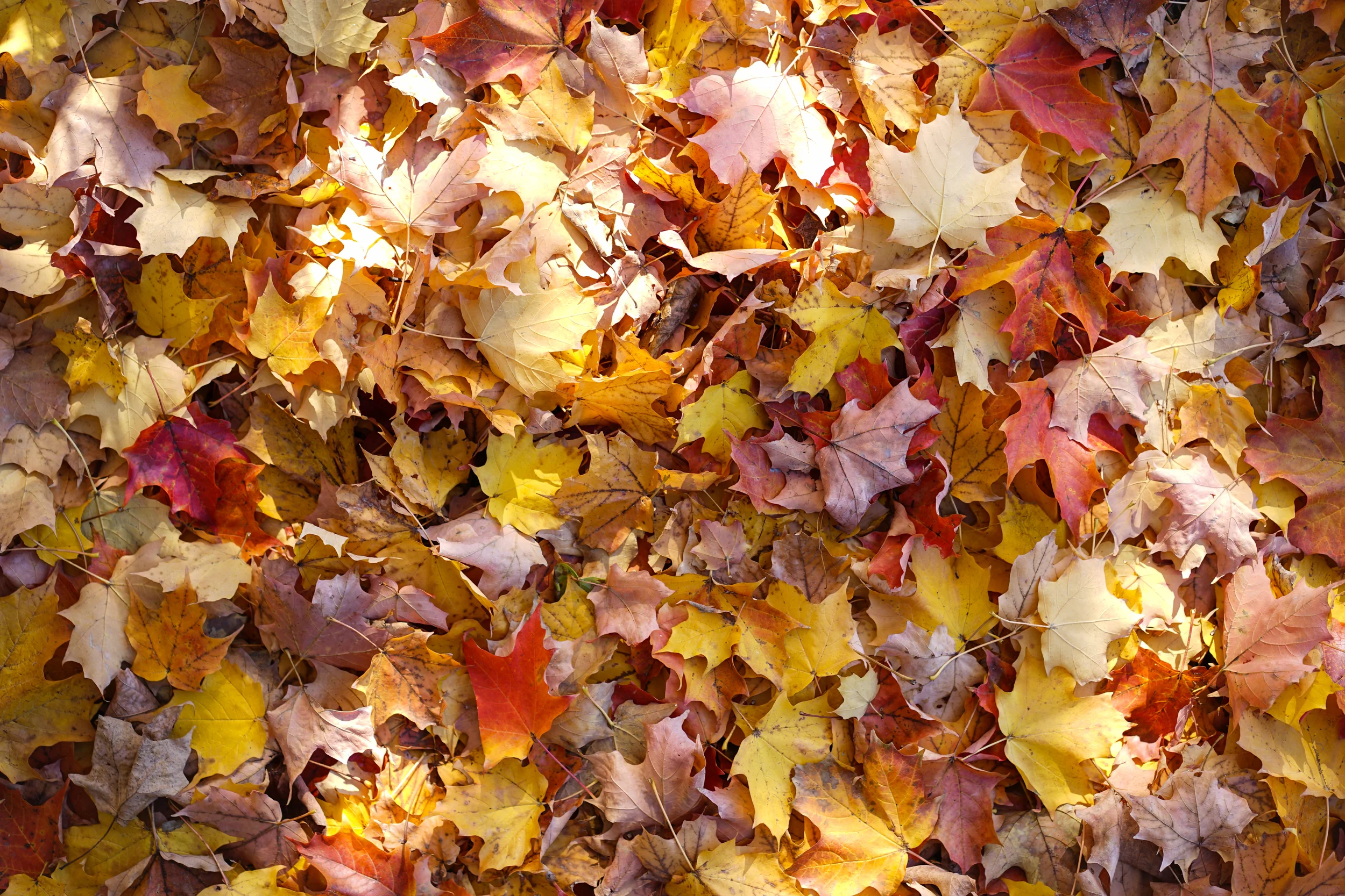 Seasons change, backgrounds change. Don't sweat, Bucci Professional has your back.