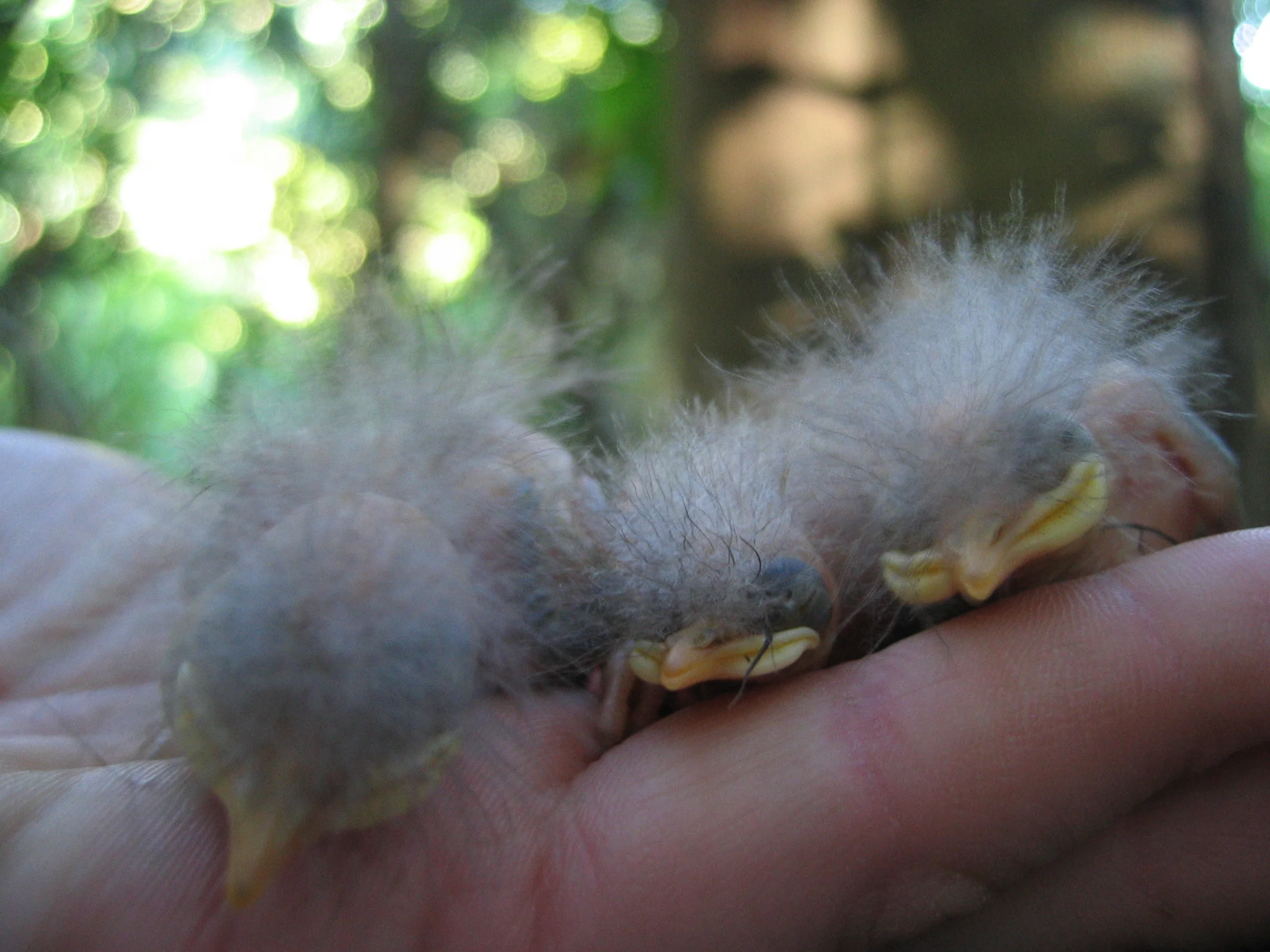 Kirsty's first hihi paper accepted in Animal Behaviour!