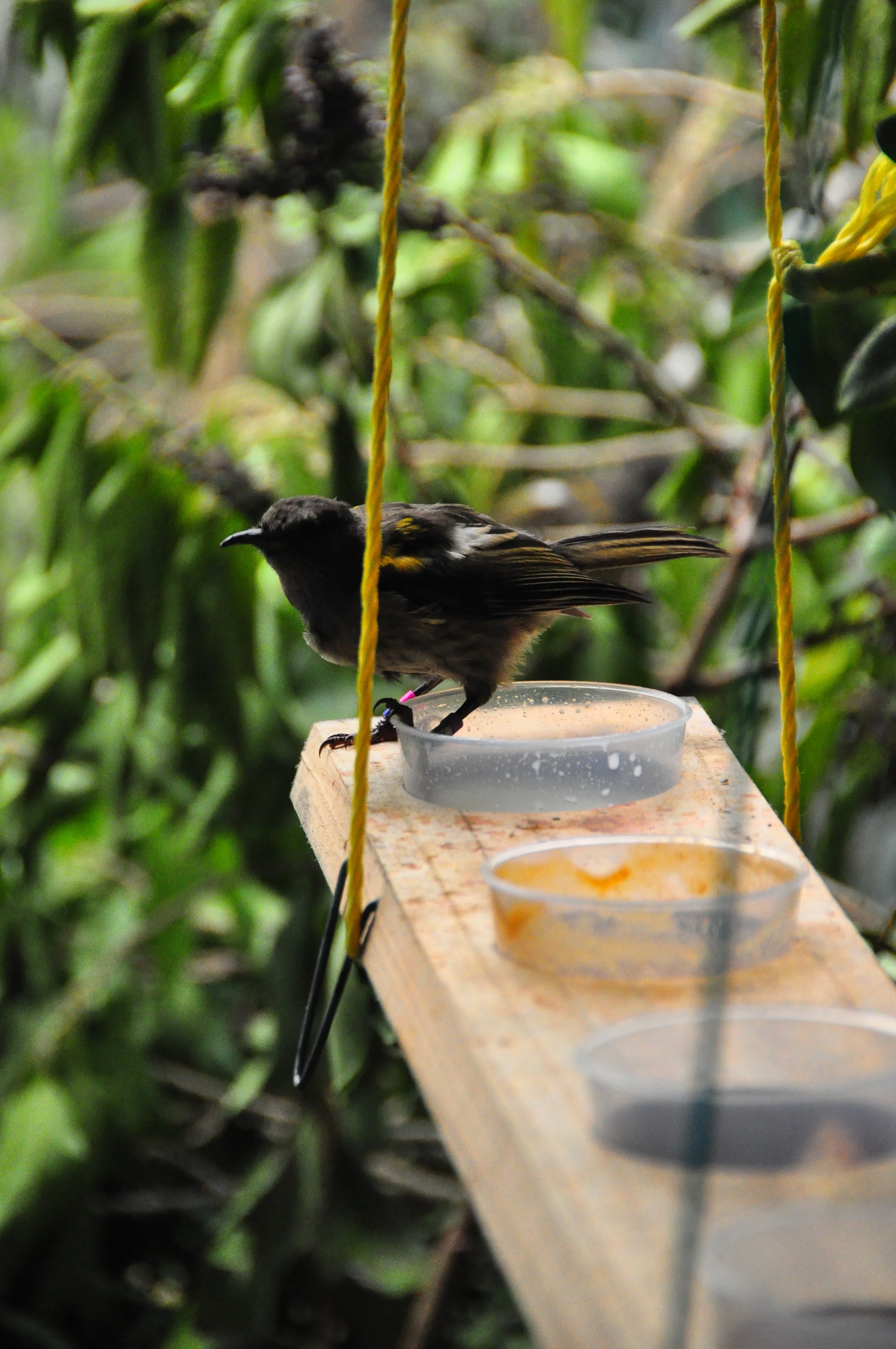 Hihi translocation in progress