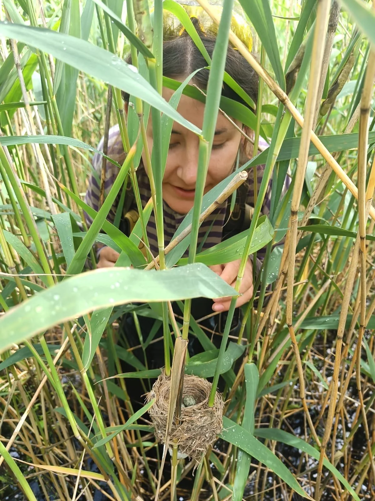Where do Finnish Reed warblers come from?