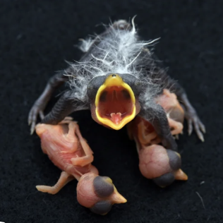 Philosophical Transactions of the Royal Society Special issue on brood parasitism is now out