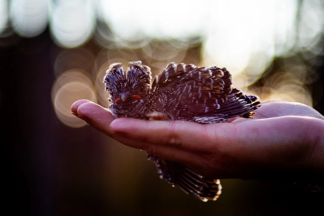 Cuckoo chick in hand