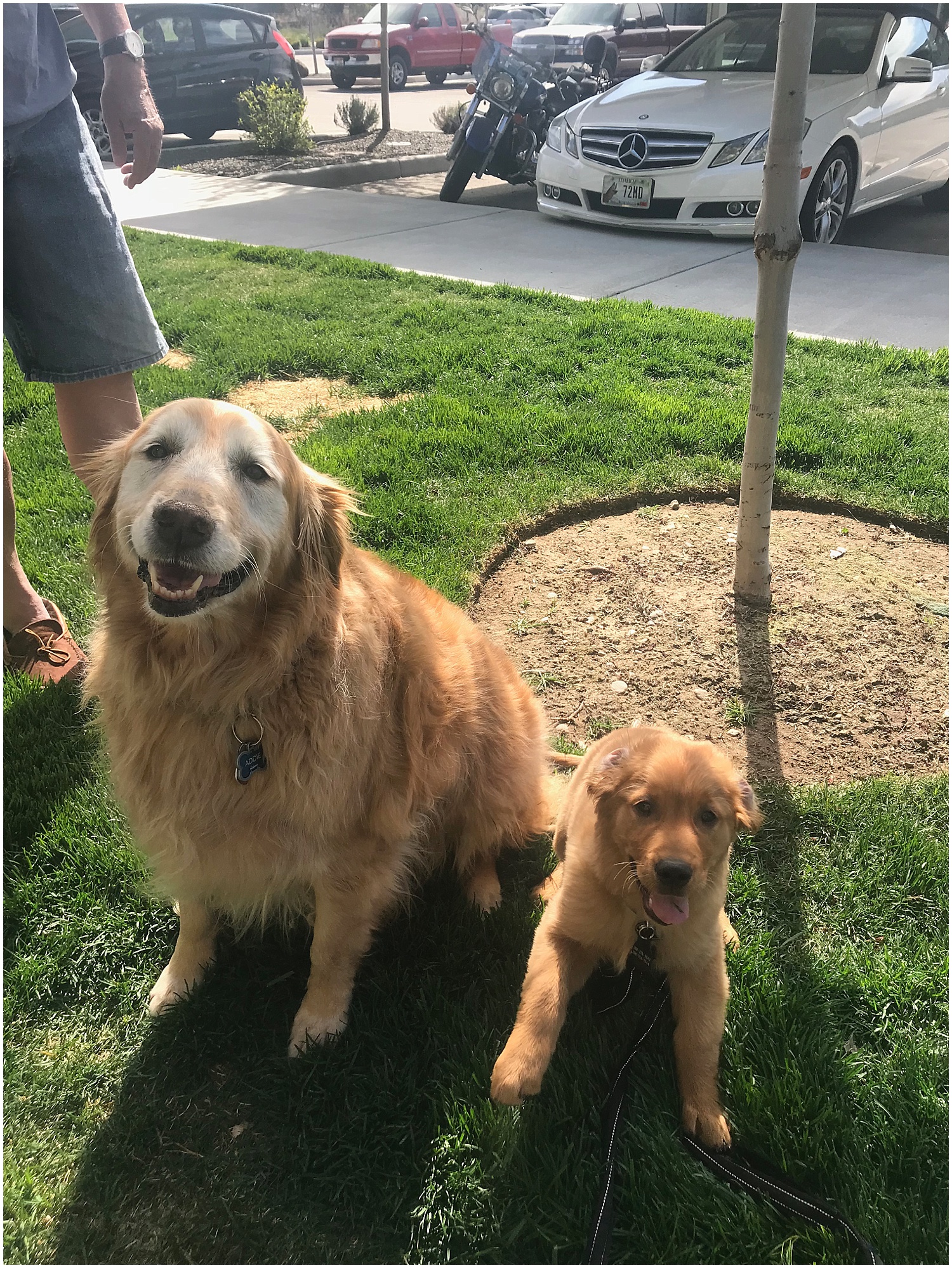  dodger became friends with a 10 year old golden at our complex, yes this is the cutest thing ever. 