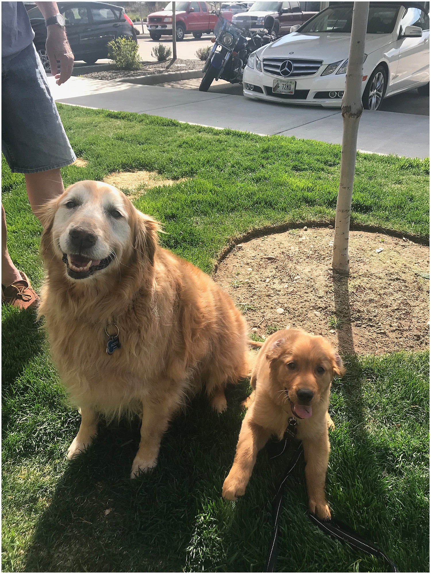 dodger became friends with a 10 year old golden at our complex, yes this is the cutest thing ever.