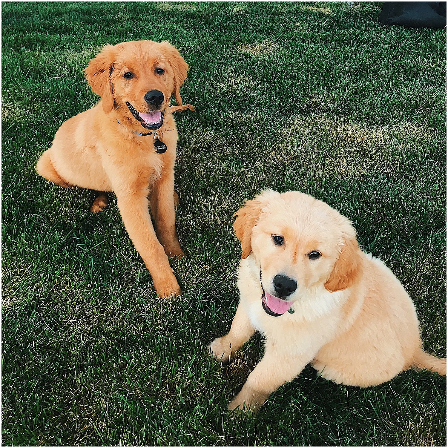  we made it to twin falls and dodger met his new buddy Beau who is also a golden 