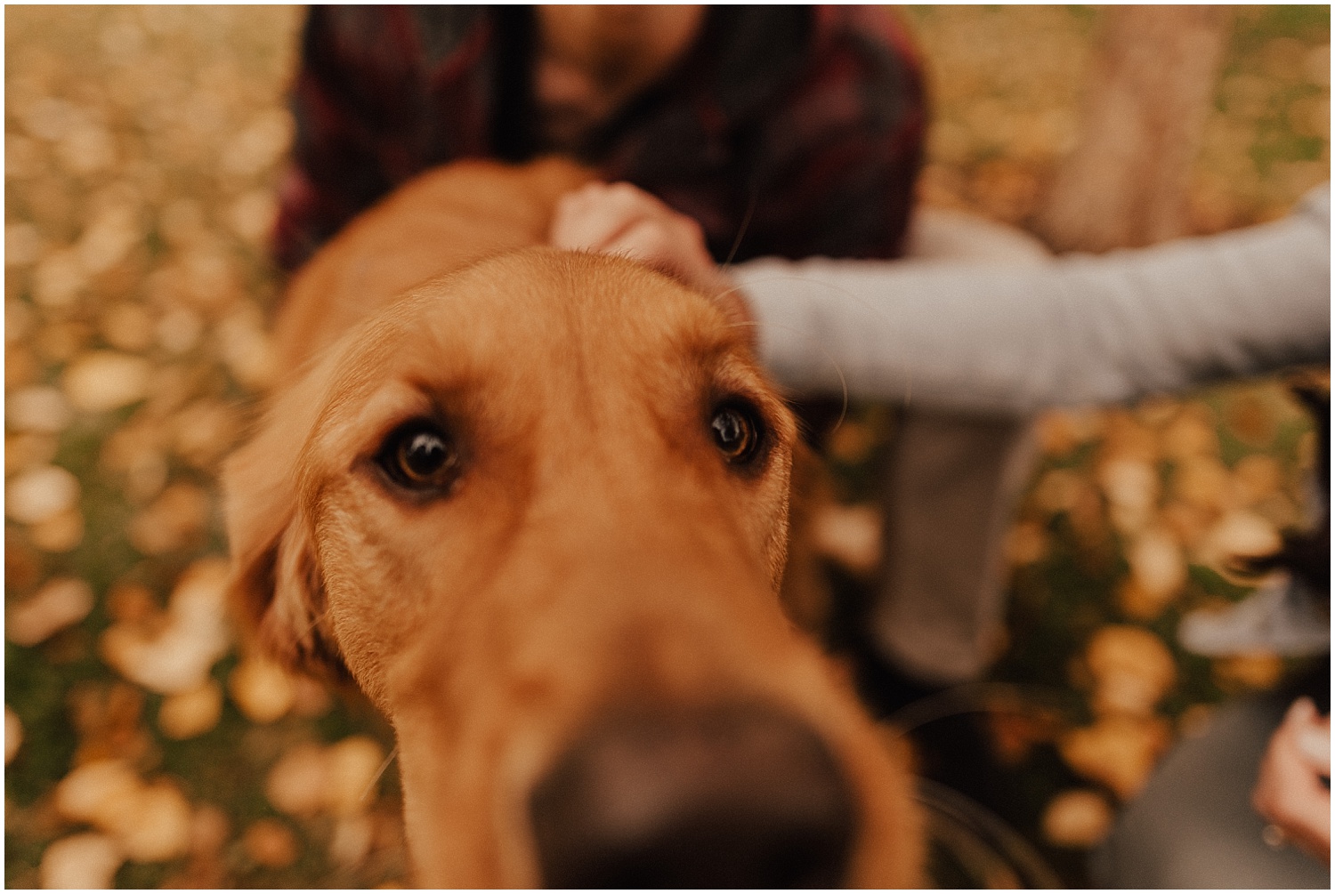 idaho-fall-winter-engagement-golden-retreiver3.jpg