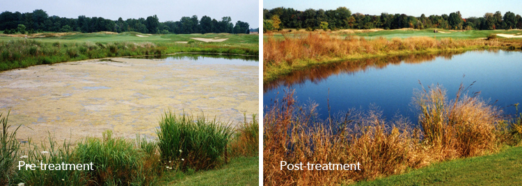 Pre-treatment and post-treatment in a water body with SePRO Total Pond Rescue.