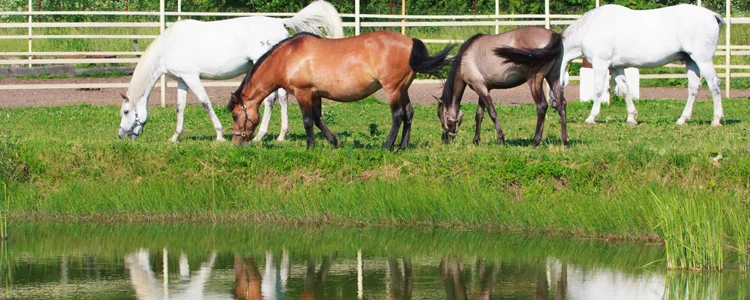 SePRO Total Pond features products ideal for use around animals. 