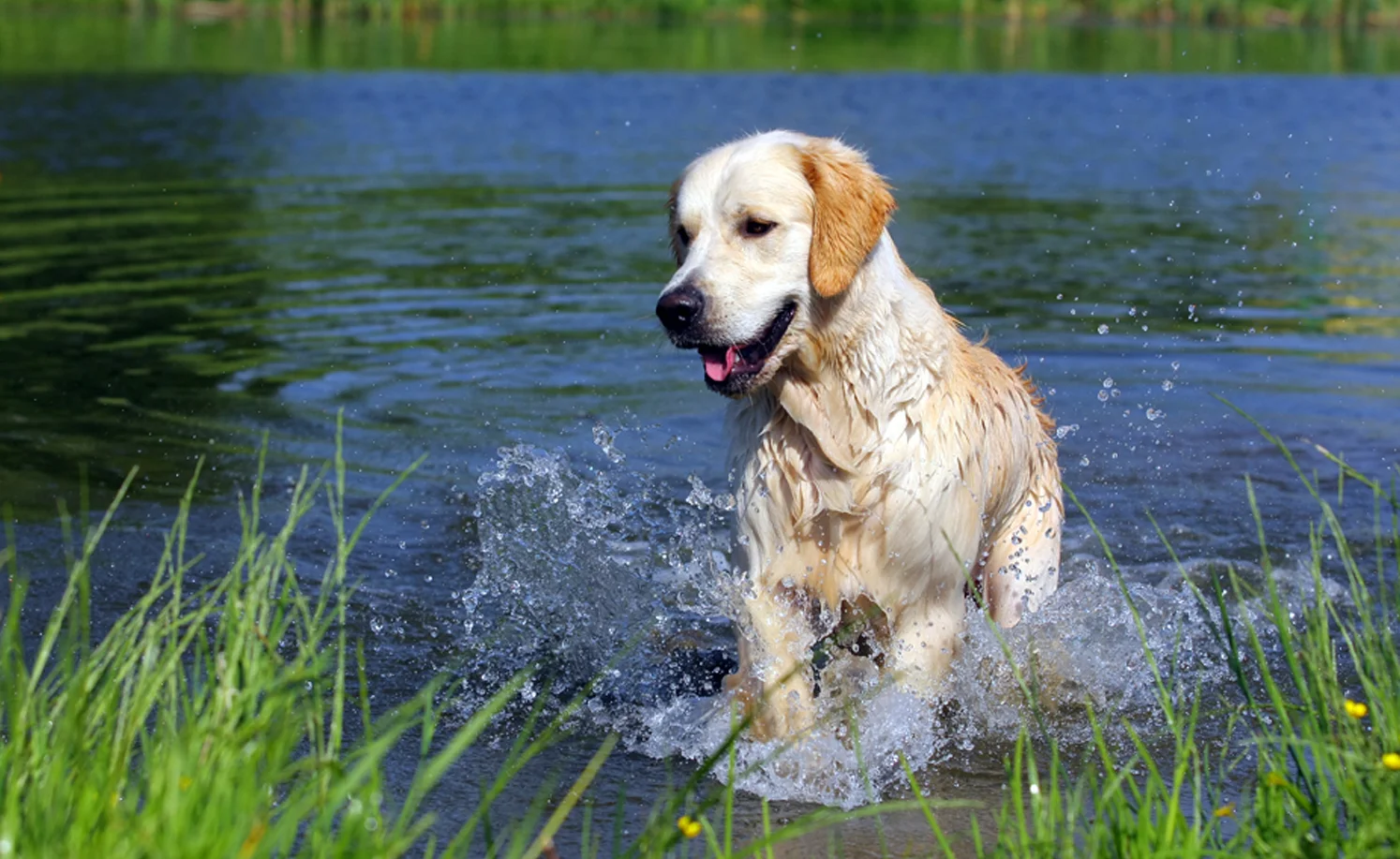 SePRO Total Pond features products safe for all your pets. 