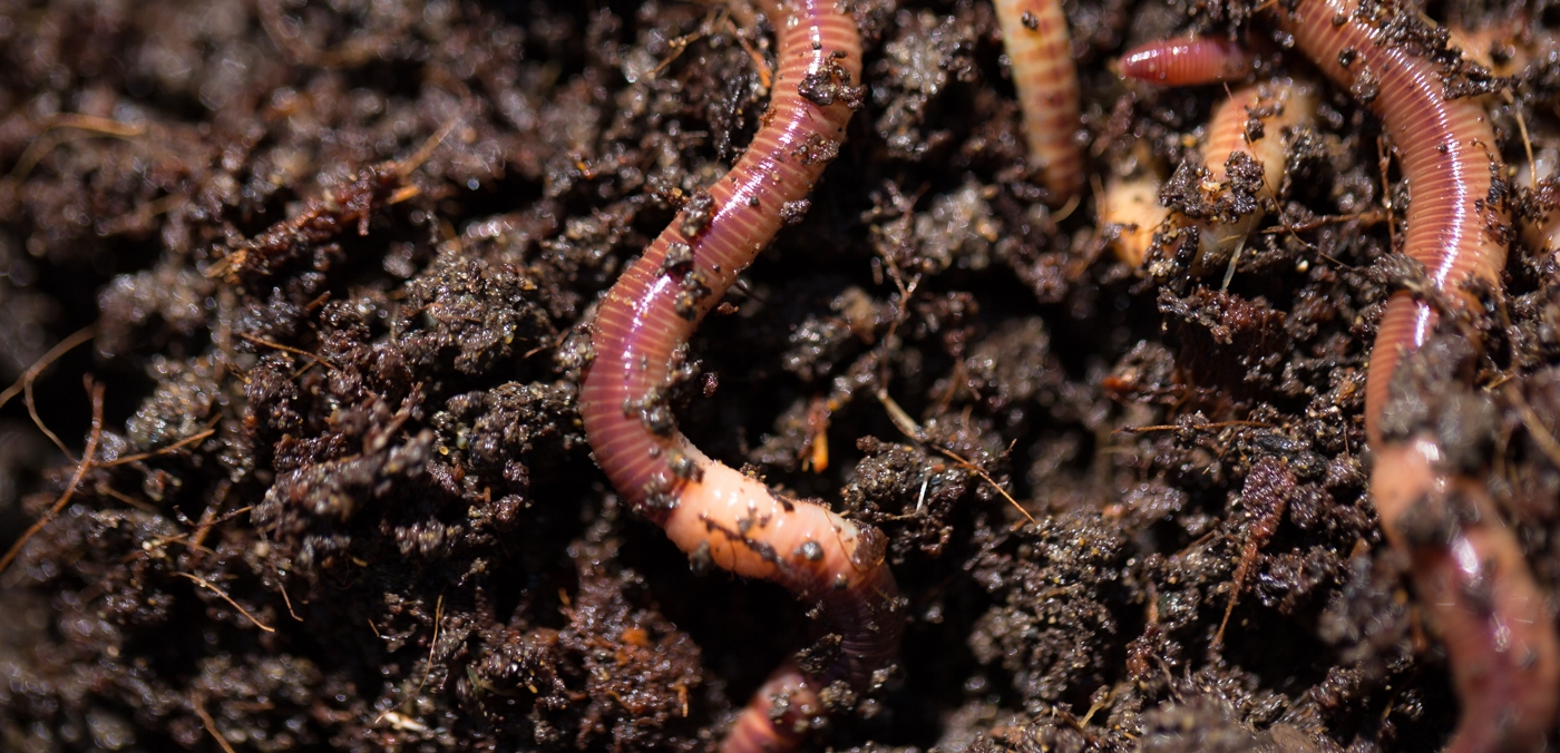 Worm composting can be done year-round, indoors in schools, offices, and homes. Common Compost is piloting a community vermicompost co-op in Oakland to turn local food waste into soil for local agriculture.
