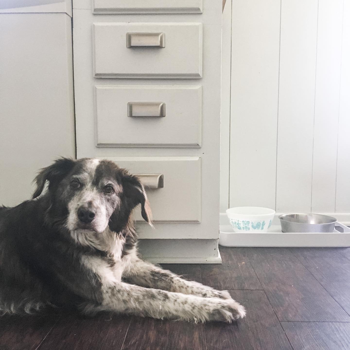 The Life of Our Dog, Chai - A Love Story.