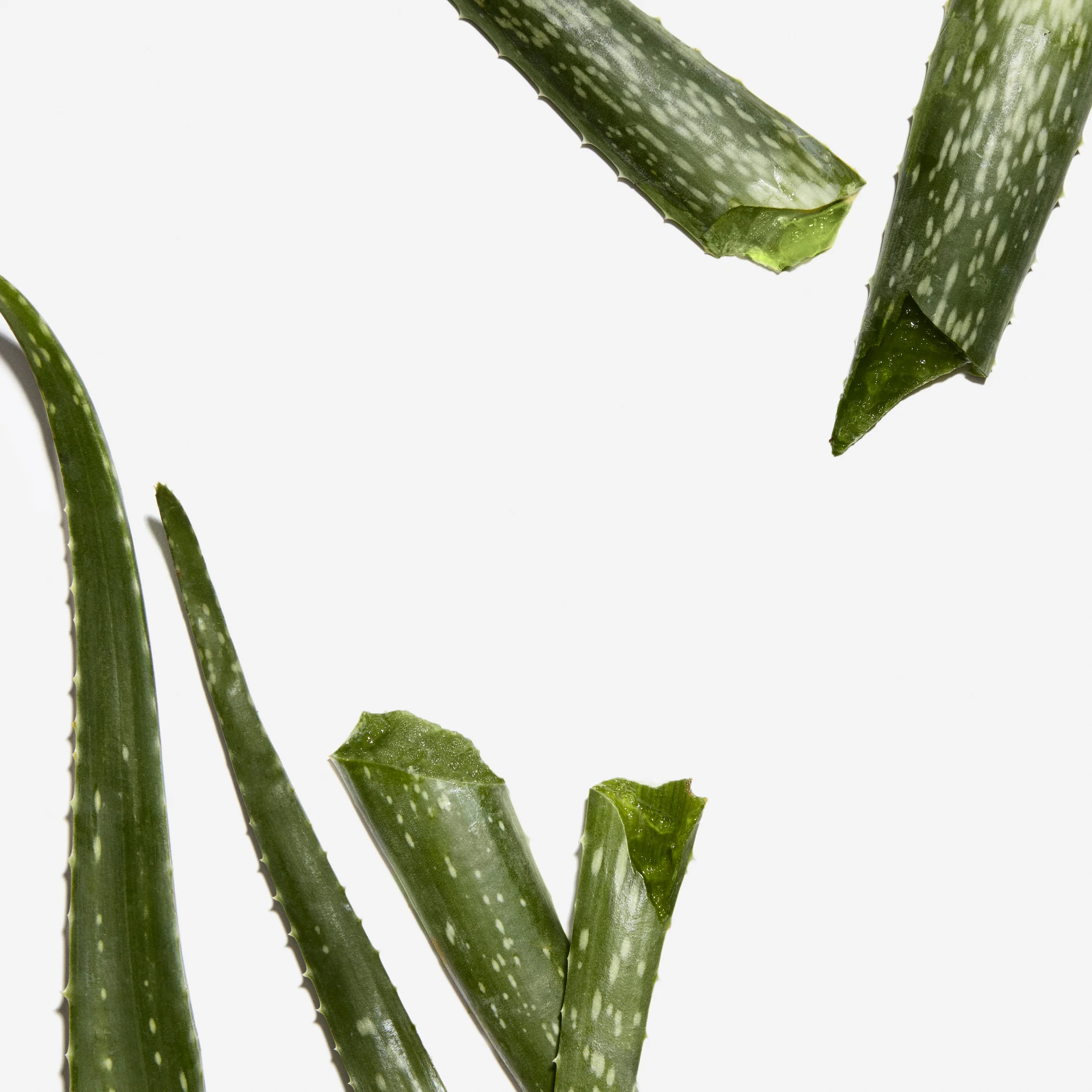 10-COMITA_180726_OLAY_Web-2-05-Aloe-023_D2.jpg
