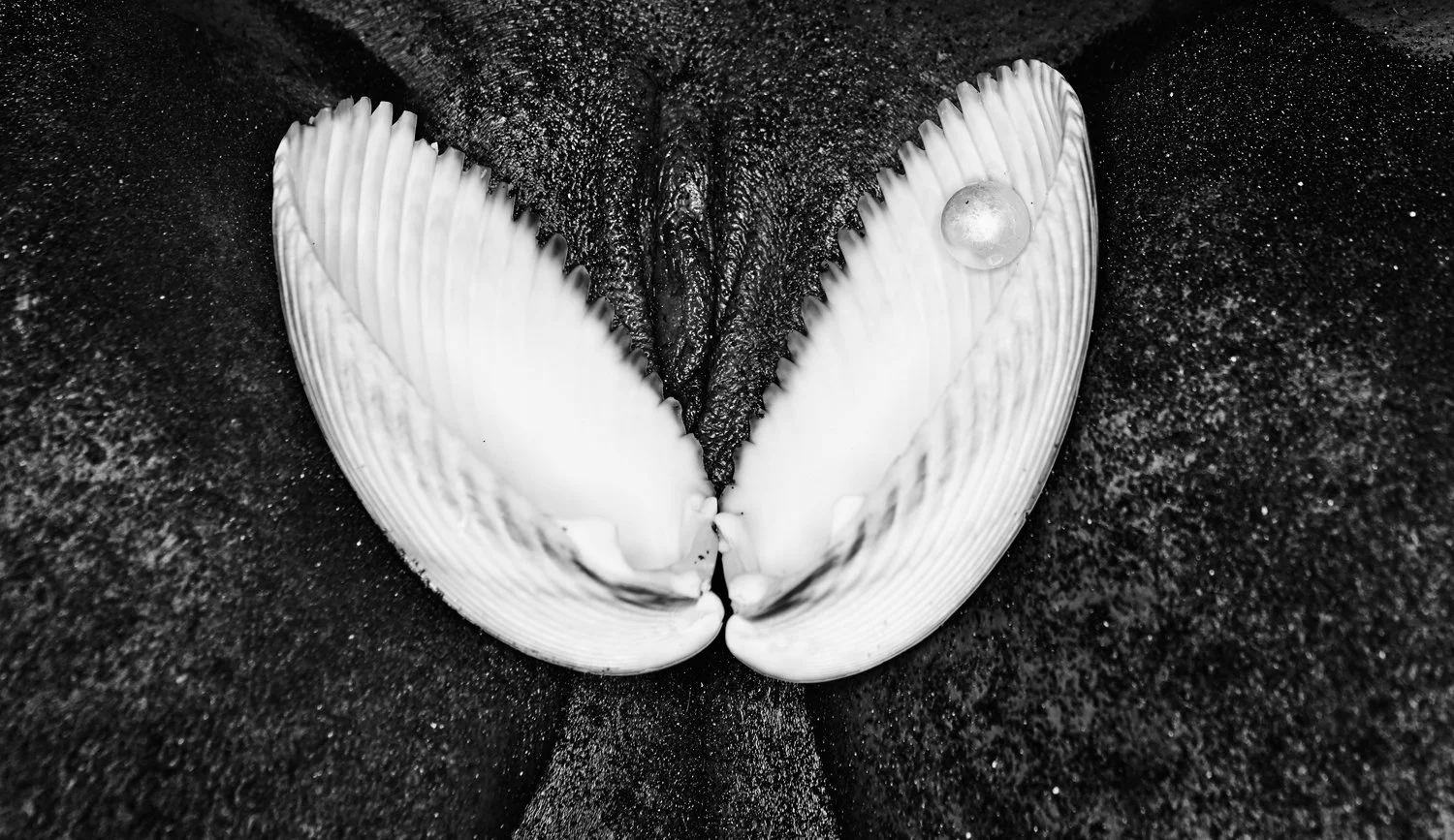 COMITA_141109_108Vag_04-Oyster-028_A-150.jpg