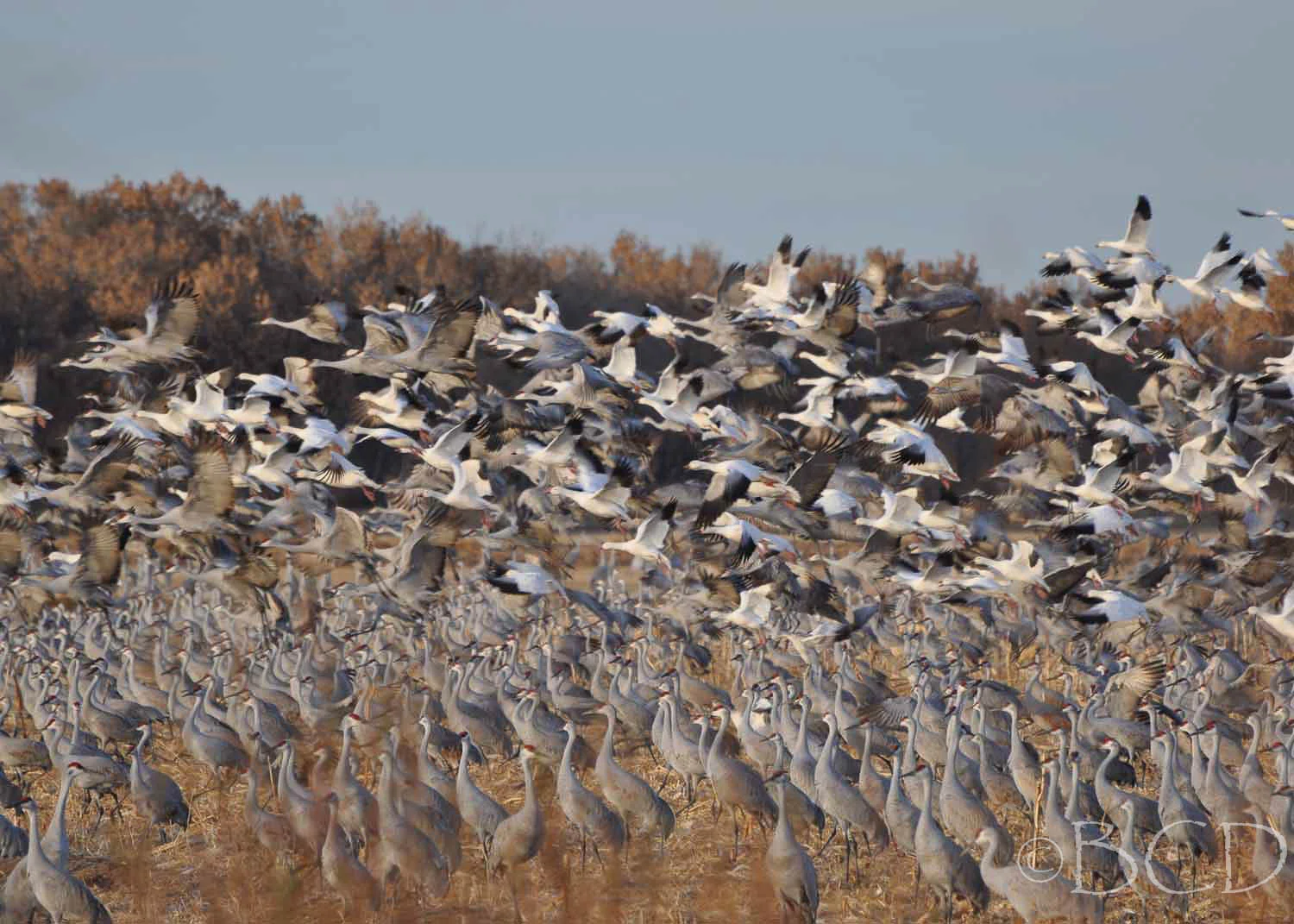 Mass ascension of sandhill cranes and snow geese