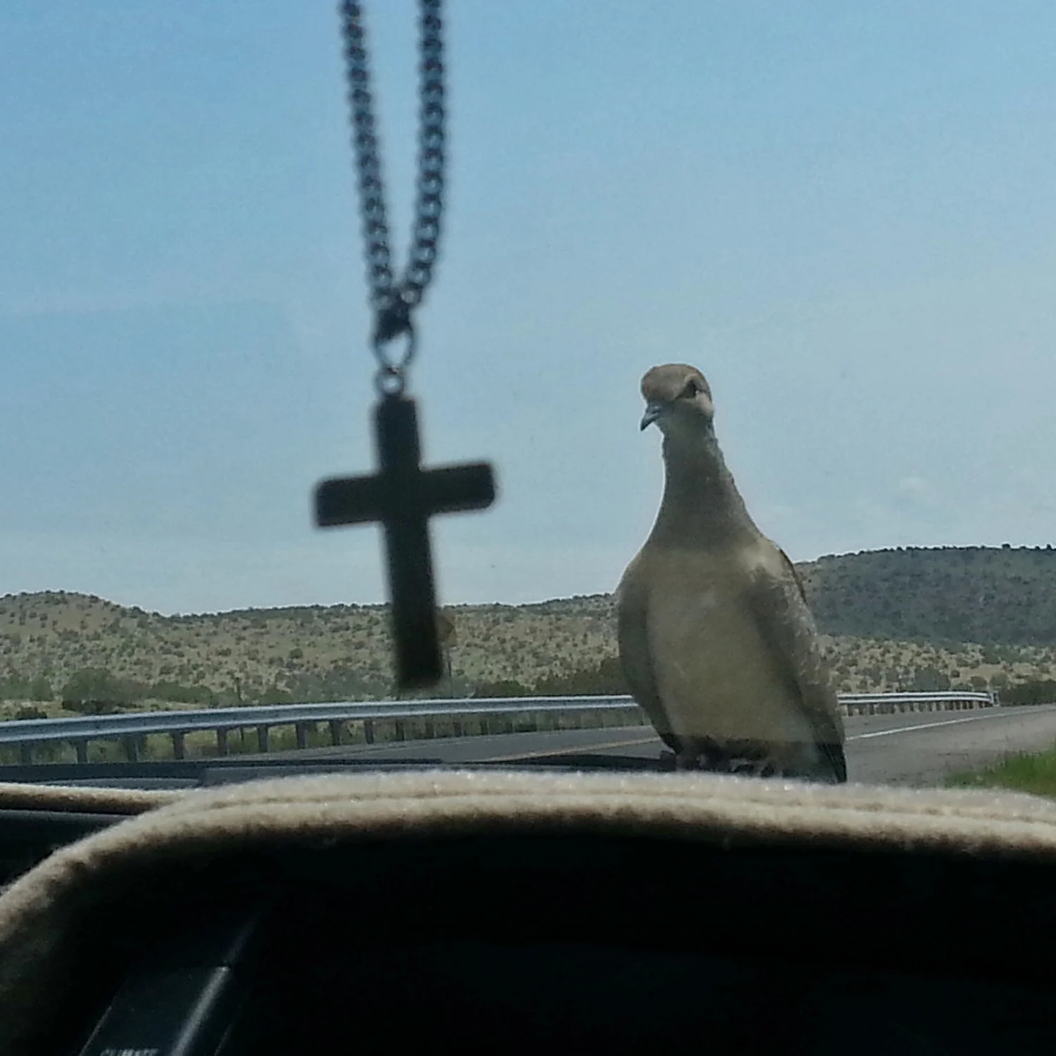 The Dove in the Window