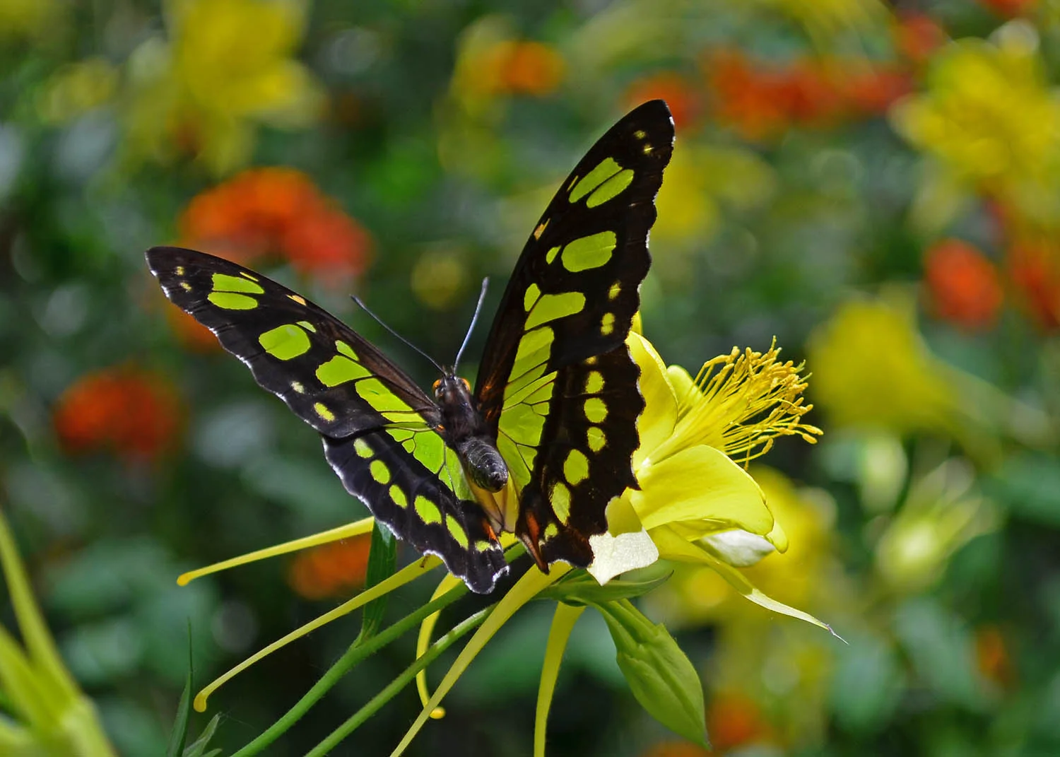 Wonderful transformation